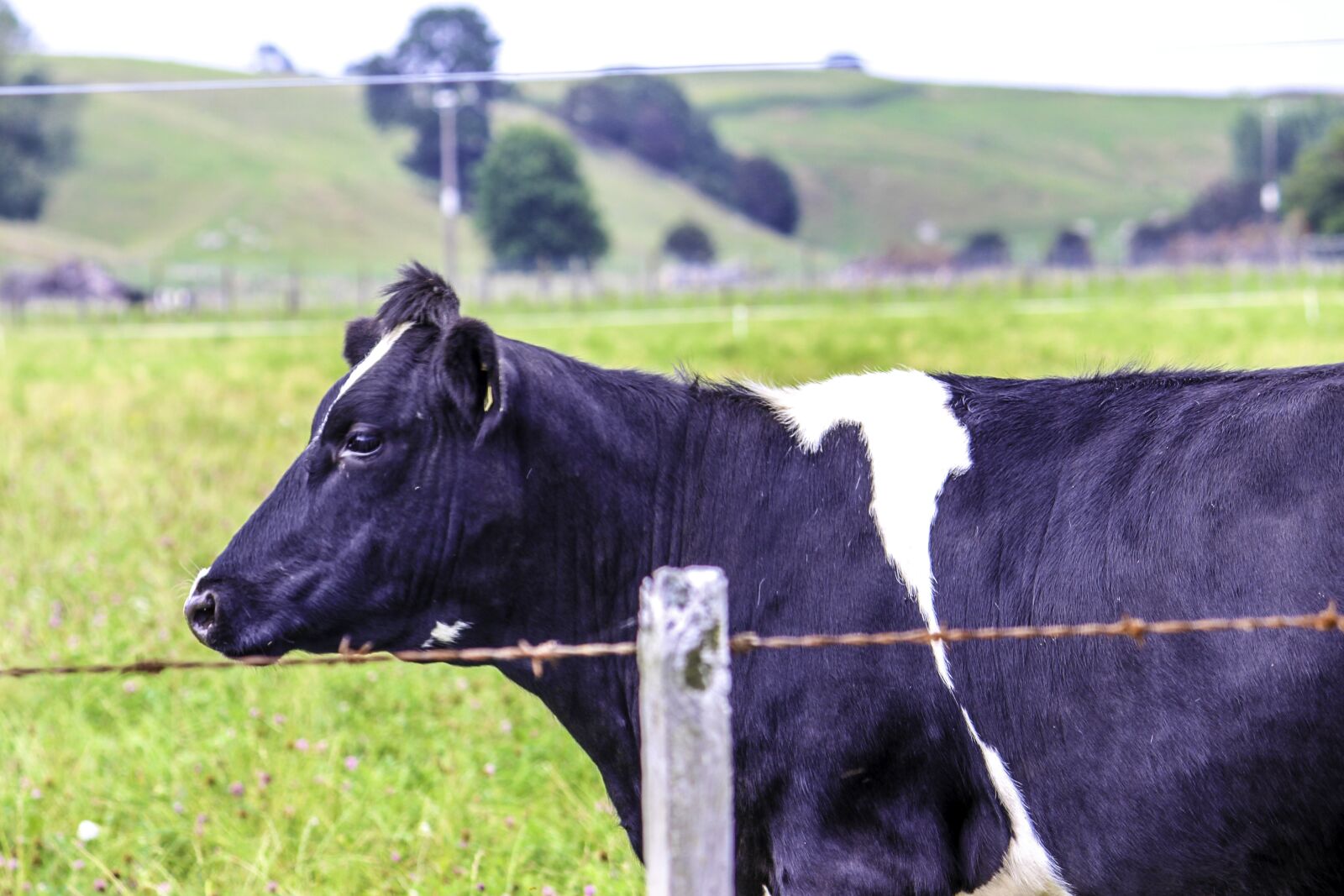 Canon EOS 650D (EOS Rebel T4i / EOS Kiss X6i) + Canon EF-S 55-250mm F4-5.6 IS II sample photo. New zealand, landscape, cow photography