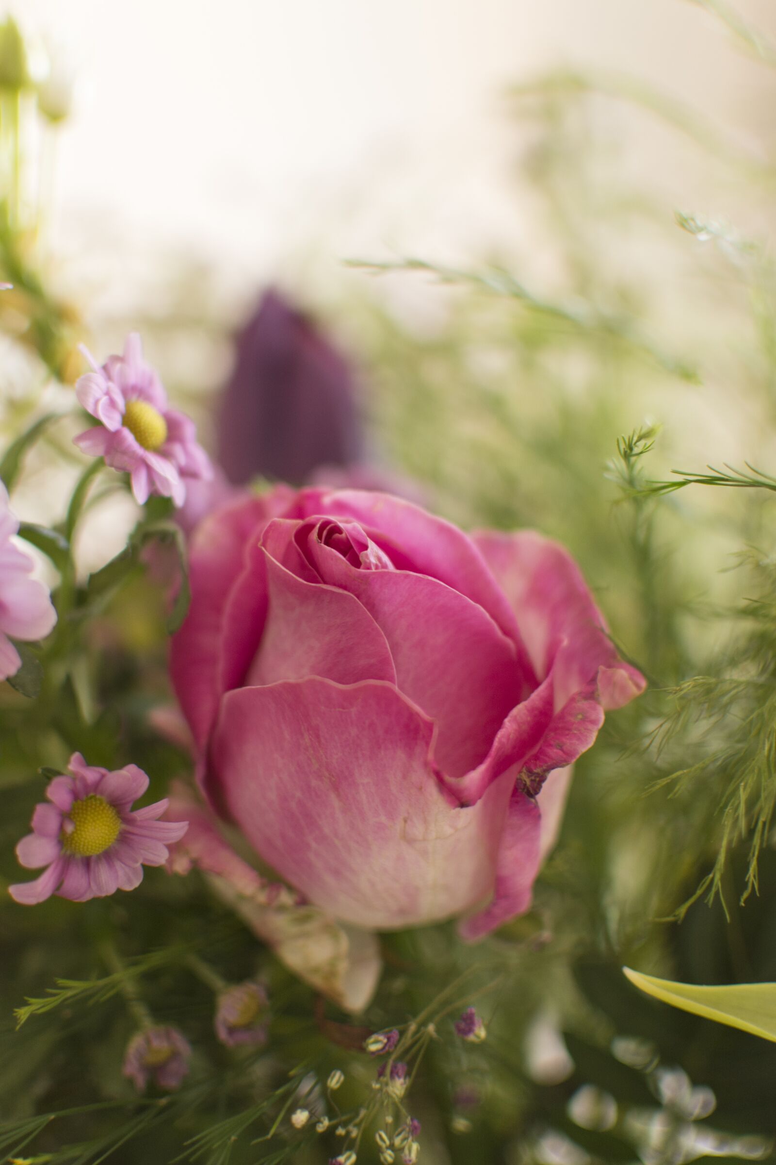 Nikon D7100 sample photo. Rose, bloom, nature photography