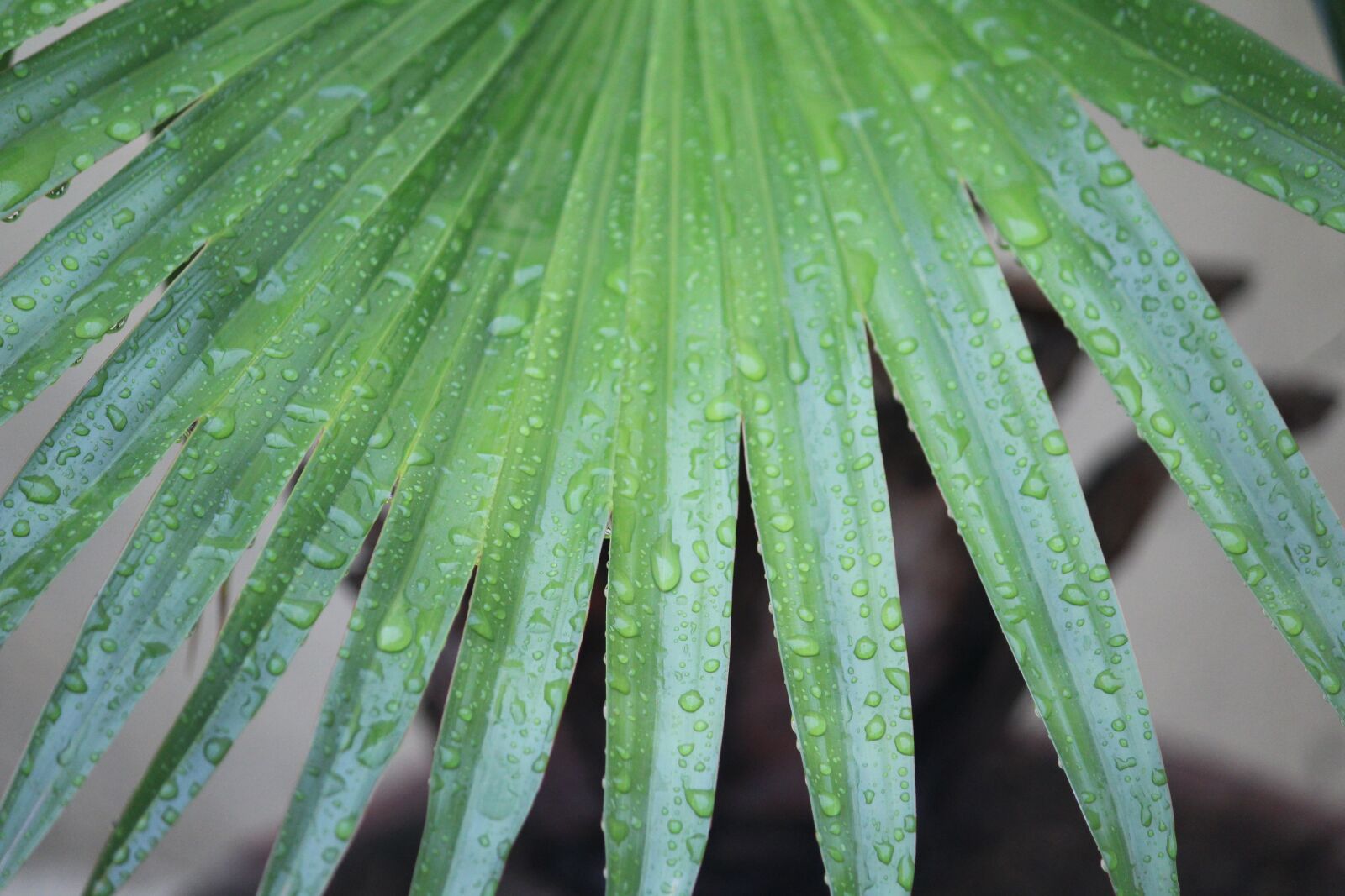 Canon EOS 1200D (EOS Rebel T5 / EOS Kiss X70 / EOS Hi) sample photo. Plant, leaves, rainy day photography