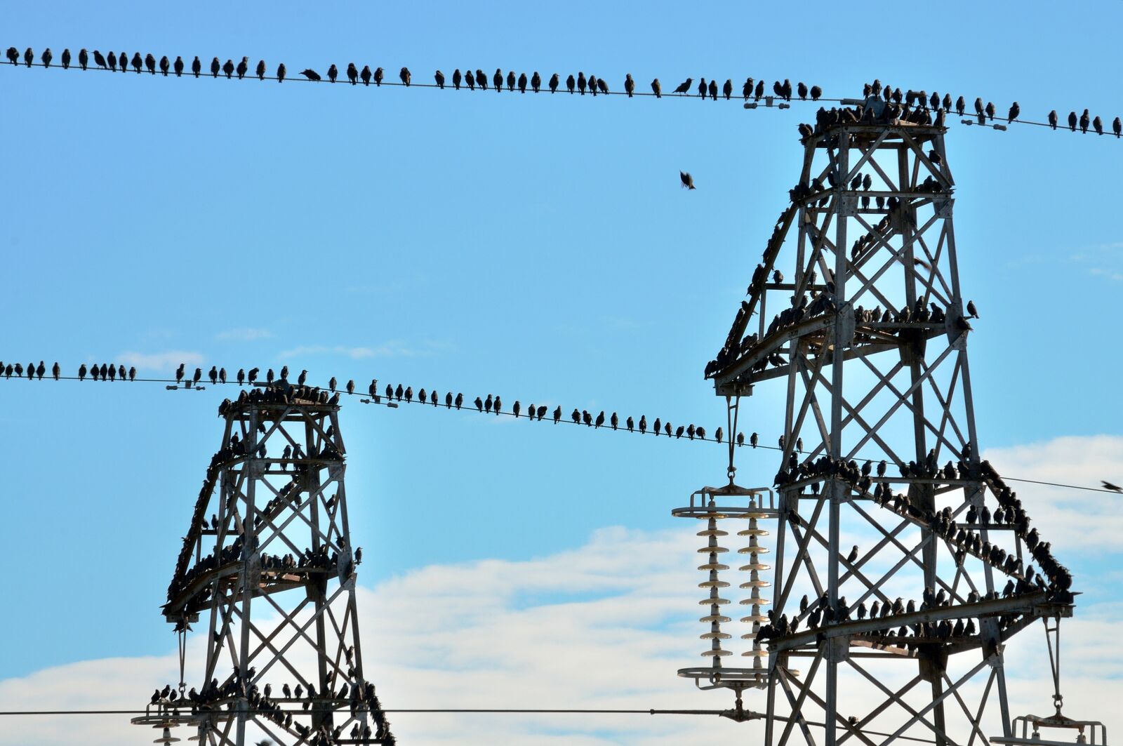 Nikon D90 sample photo. Trellises, birds, fly photography