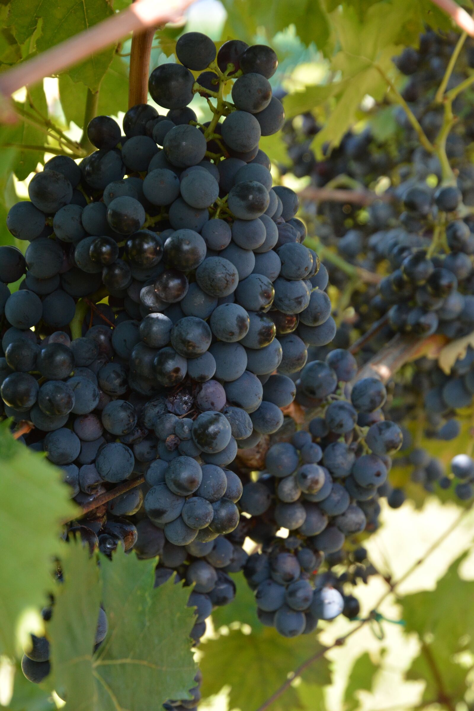 Nikon D7100 sample photo. Grapes, campaign, screws photography