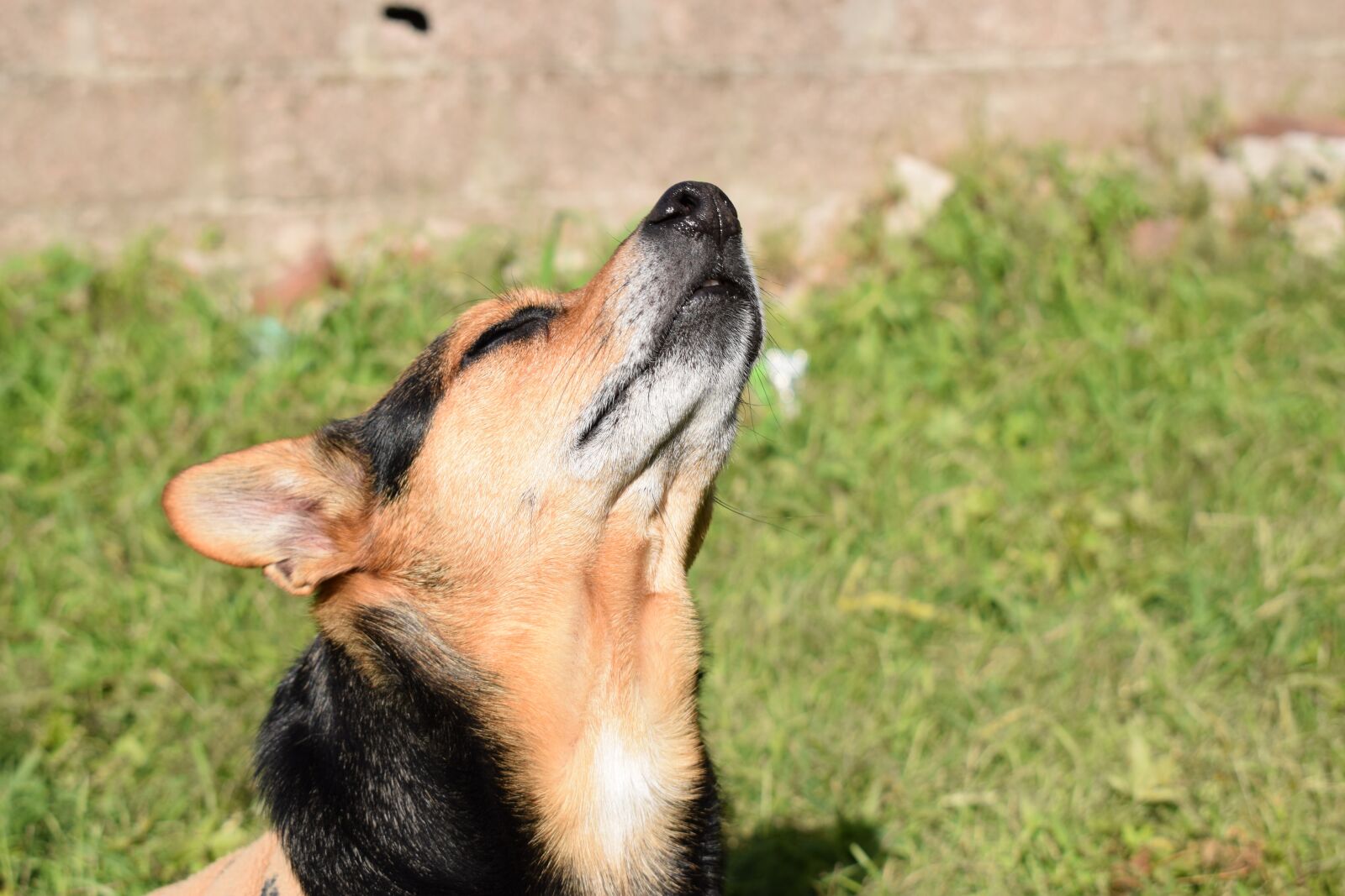 Nikon D5300 sample photo. Animal, dogs, funny photography