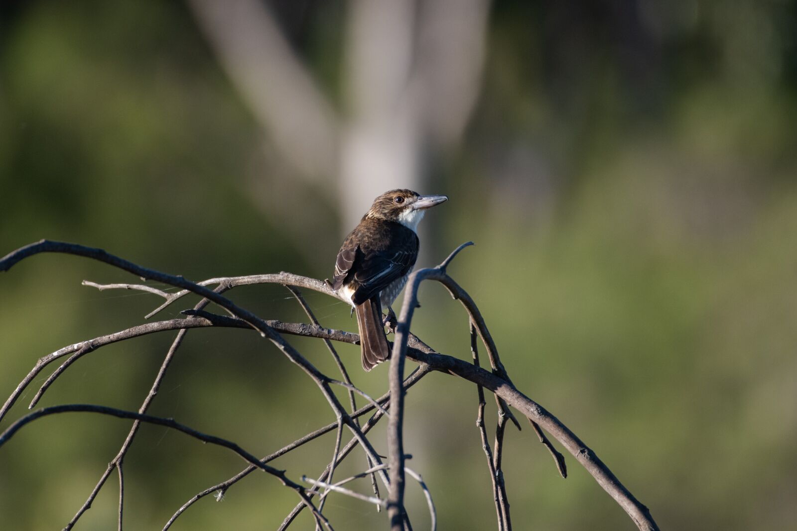 Nikon D850 sample photo. Grey butcherbird, bird, avian photography