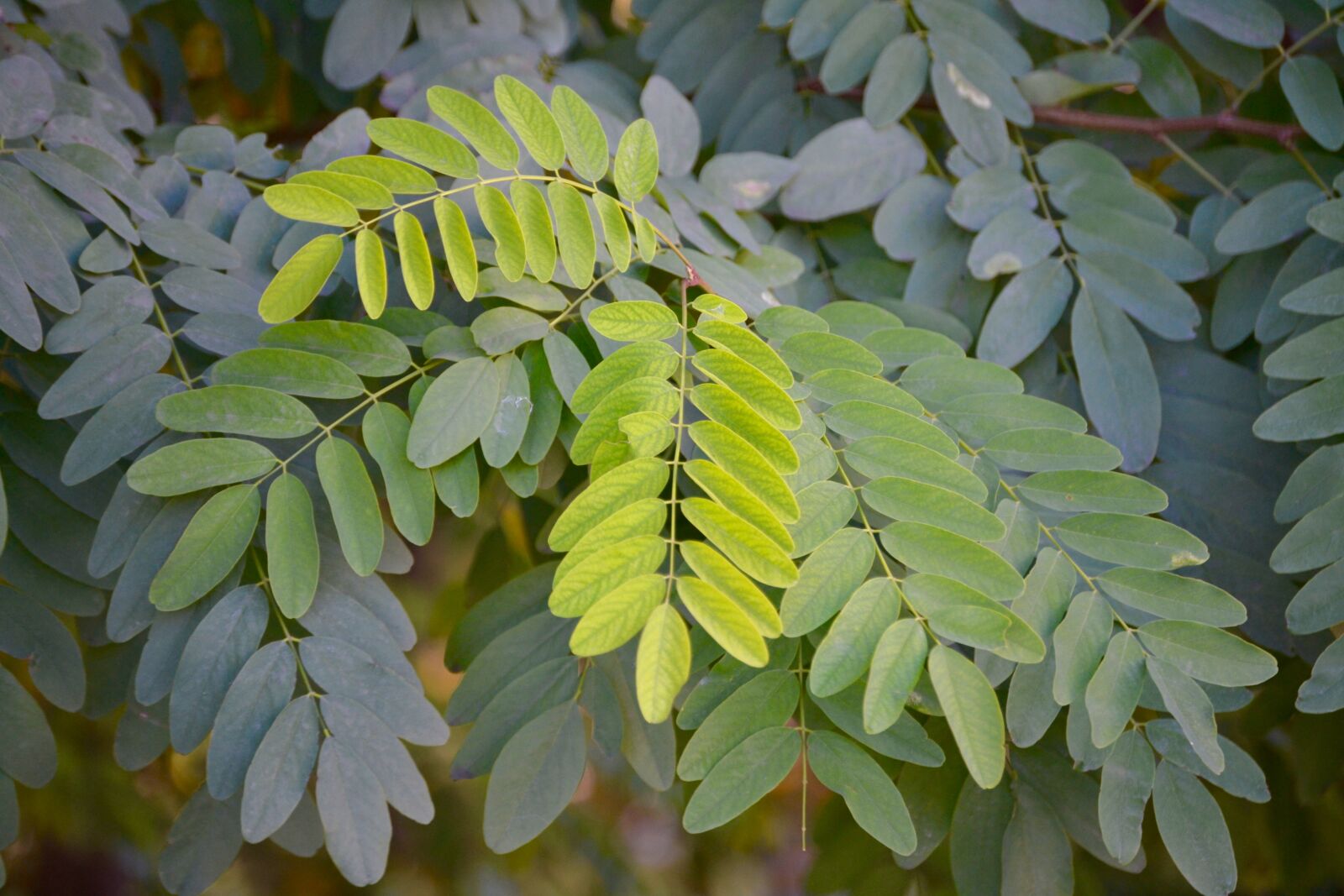 Nikon D3100 sample photo. Green, nature photography