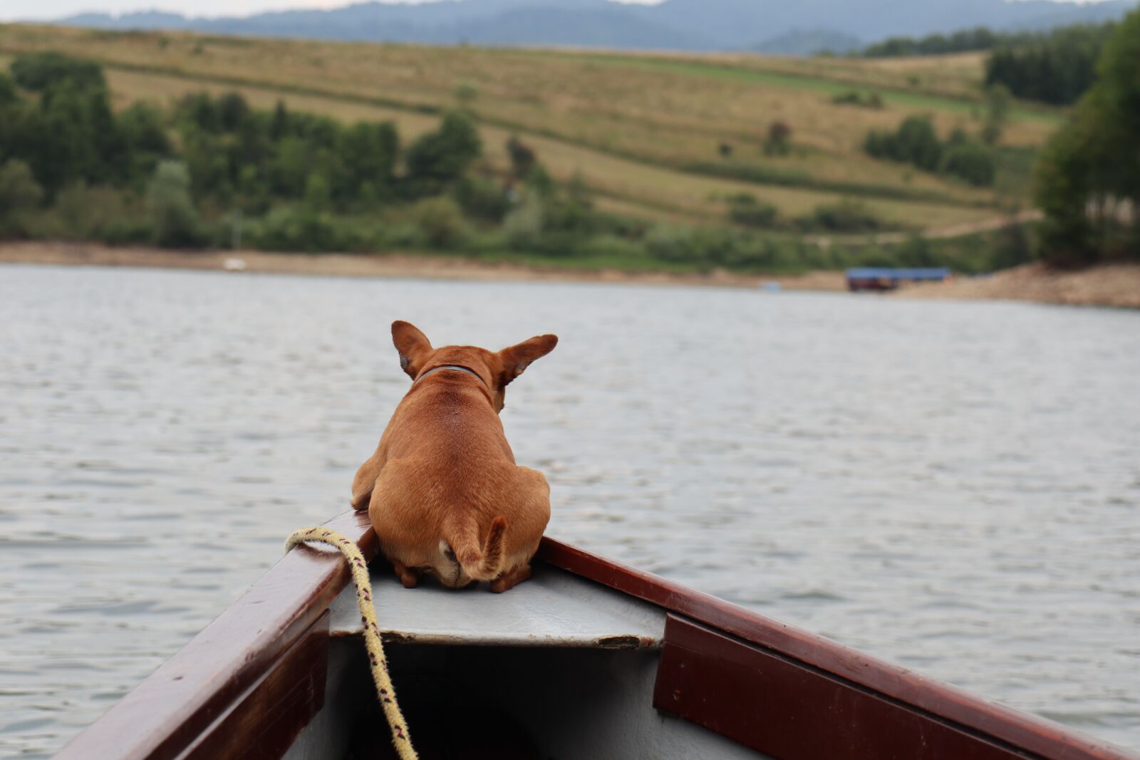 Canon EOS M6 sample photo. Summer, holidays, dog photography