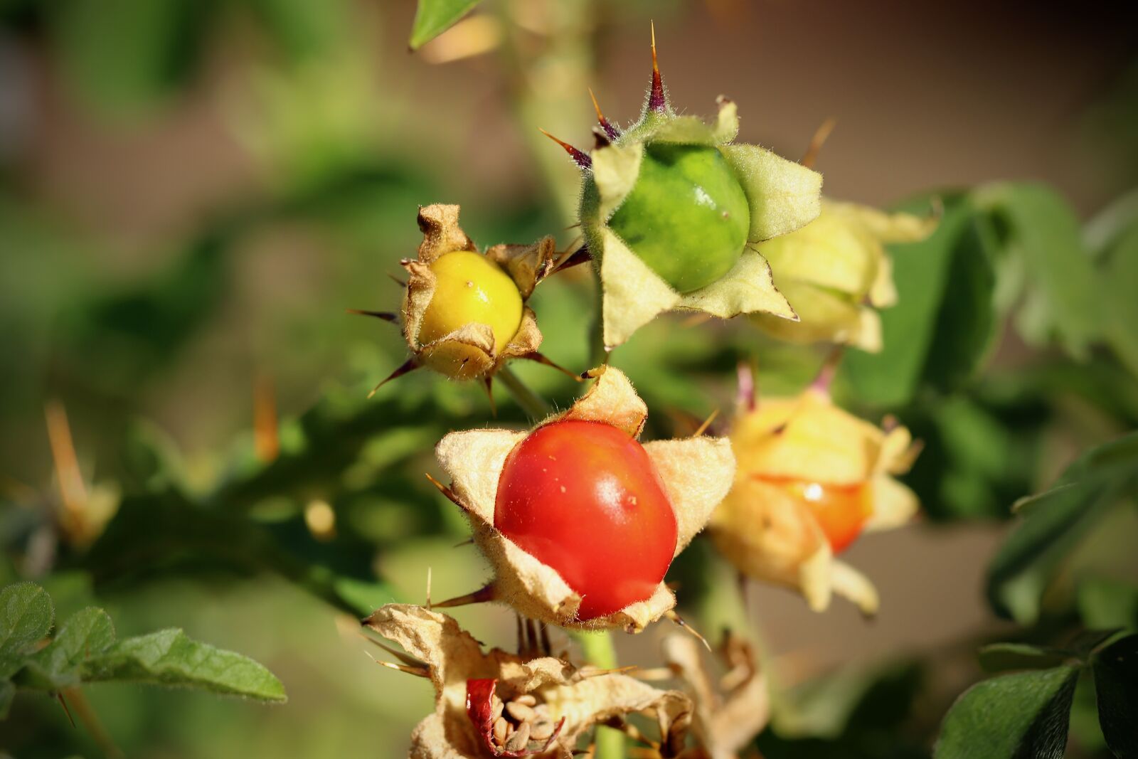 Canon EOS 800D (EOS Rebel T7i / EOS Kiss X9i) sample photo. Litchi tomato, tomato, nachtschattengew photography
