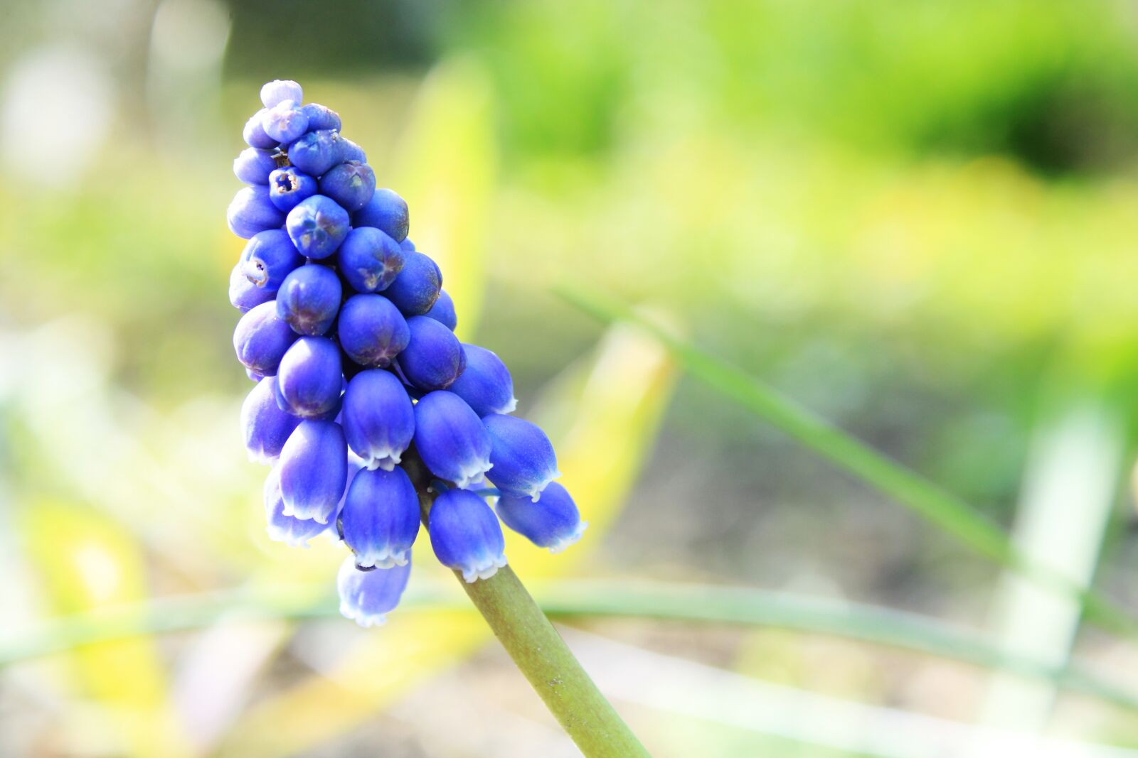 Canon EOS 2000D (EOS Rebel T7 / EOS Kiss X90 / EOS 1500D) sample photo. Muscari, flower, background photography