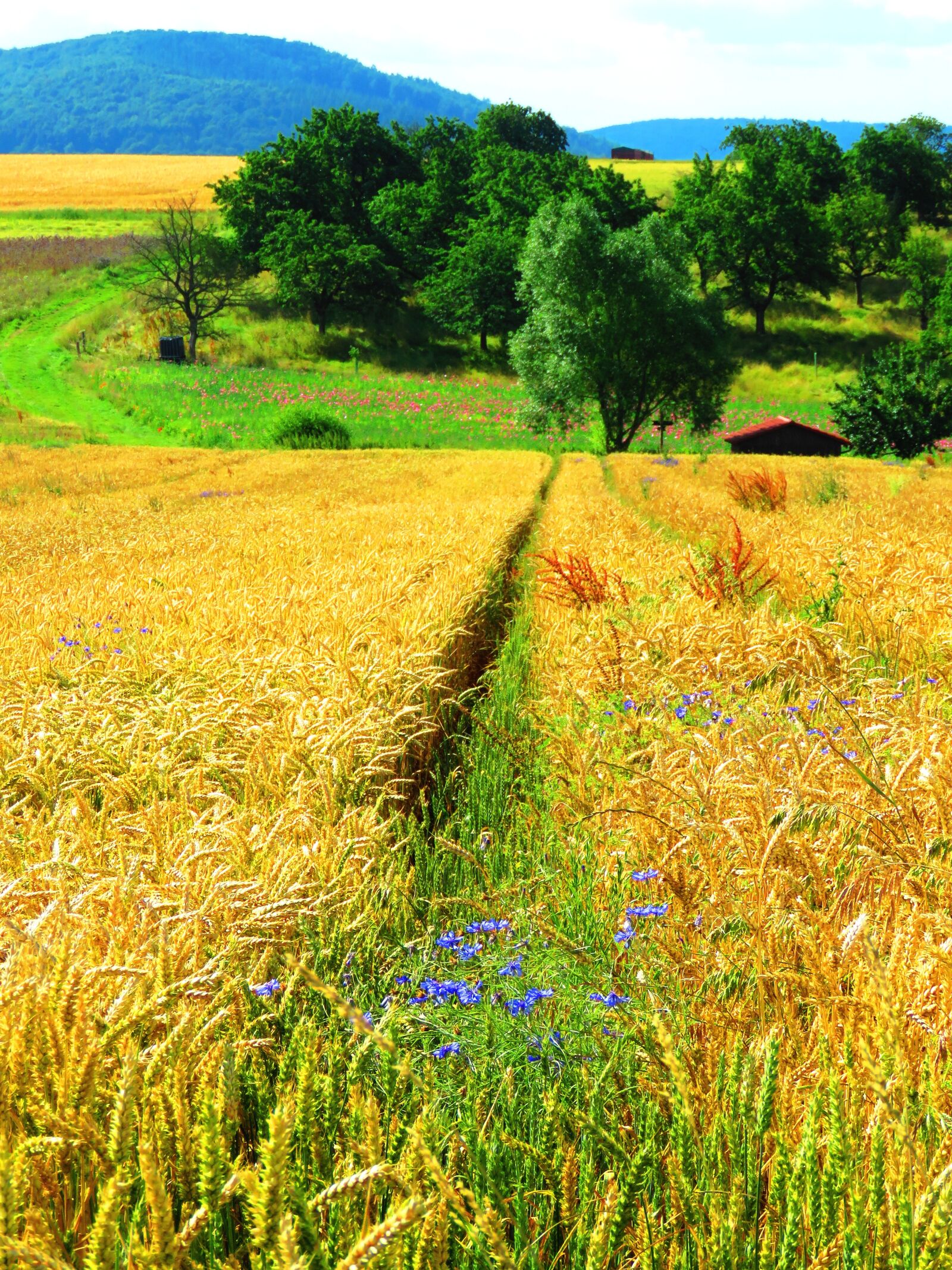 Canon PowerShot SX60 HS sample photo. Field, cereals, cornflowers photography