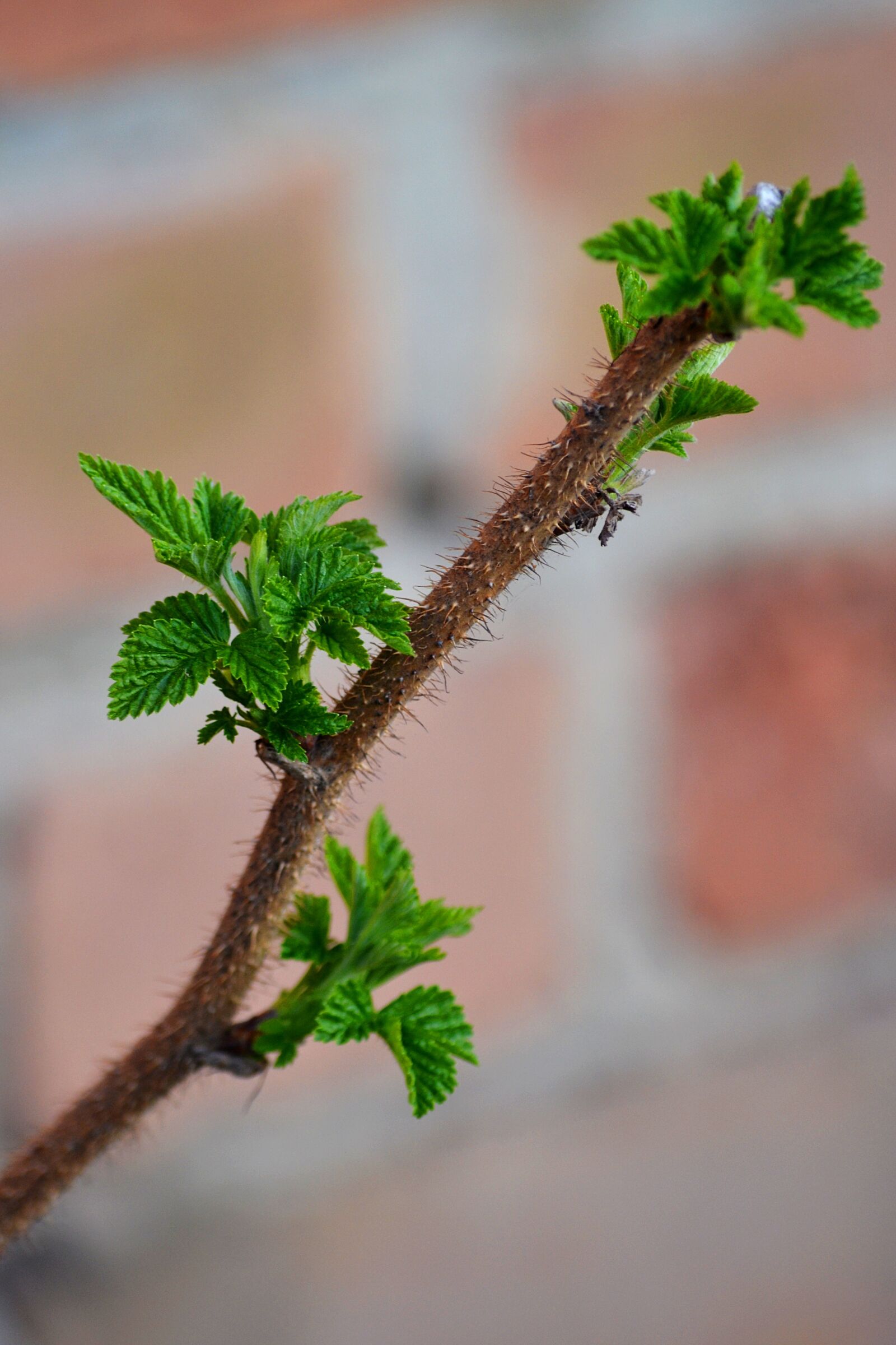 Nikon D3100 sample photo. Sheet, nature photography