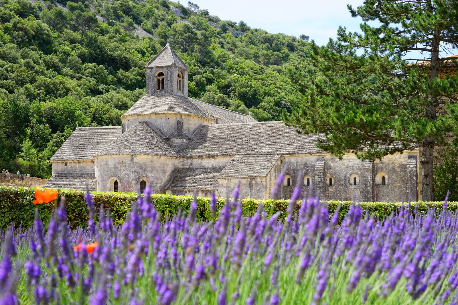 Sony a7 + Sony Sonnar T* FE 55mm F1.8 ZA sample photo. Abbaye de s nanque photography