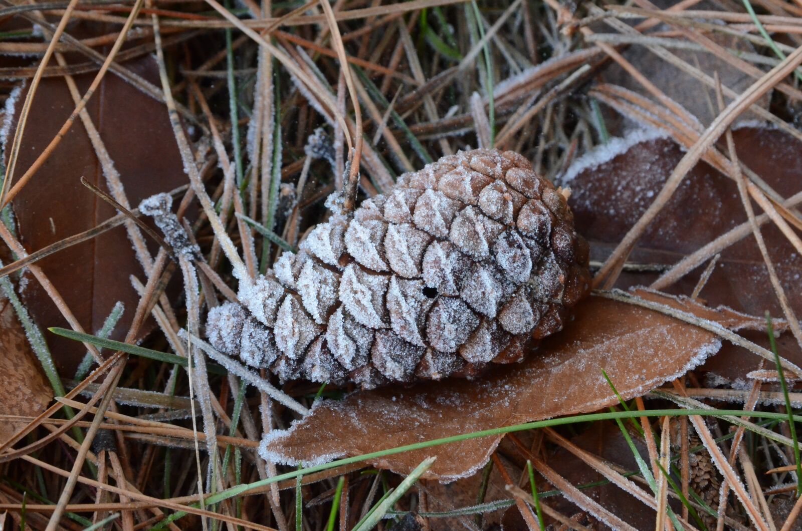 Nikon D7000 sample photo. Pinecone, seed, food photography