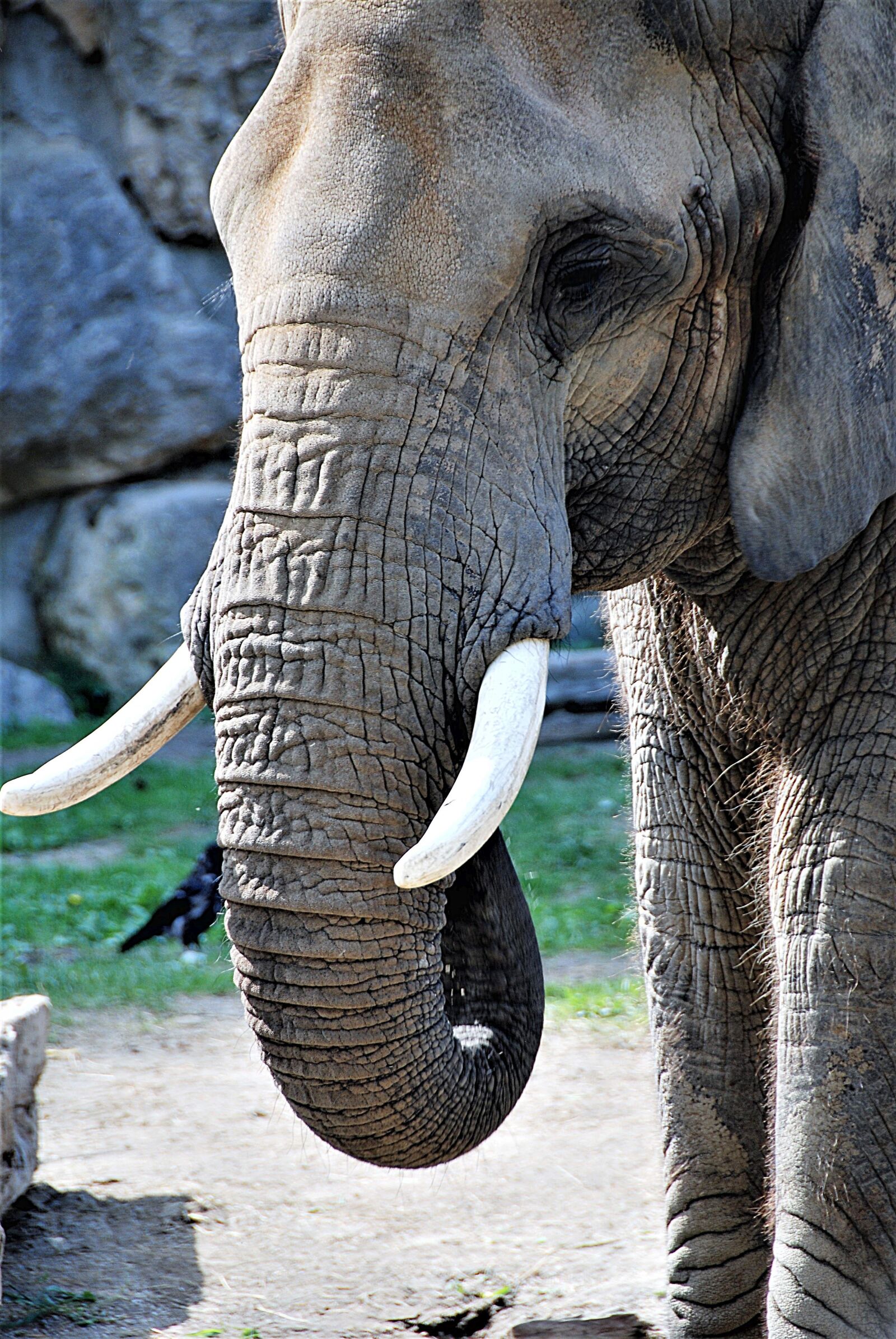 Nikon D80 sample photo. Elephant, proboscis, tusks photography