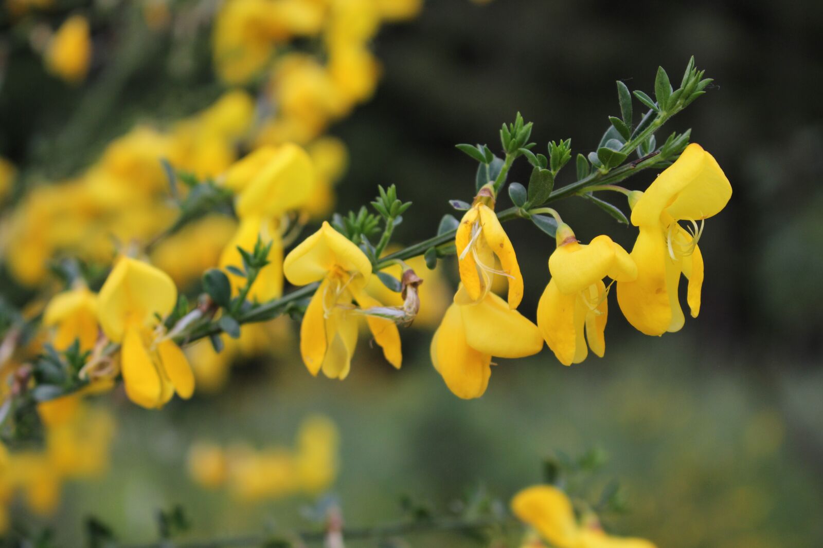 Canon EOS 600D (Rebel EOS T3i / EOS Kiss X5) sample photo. Common broom, flower, yellow photography