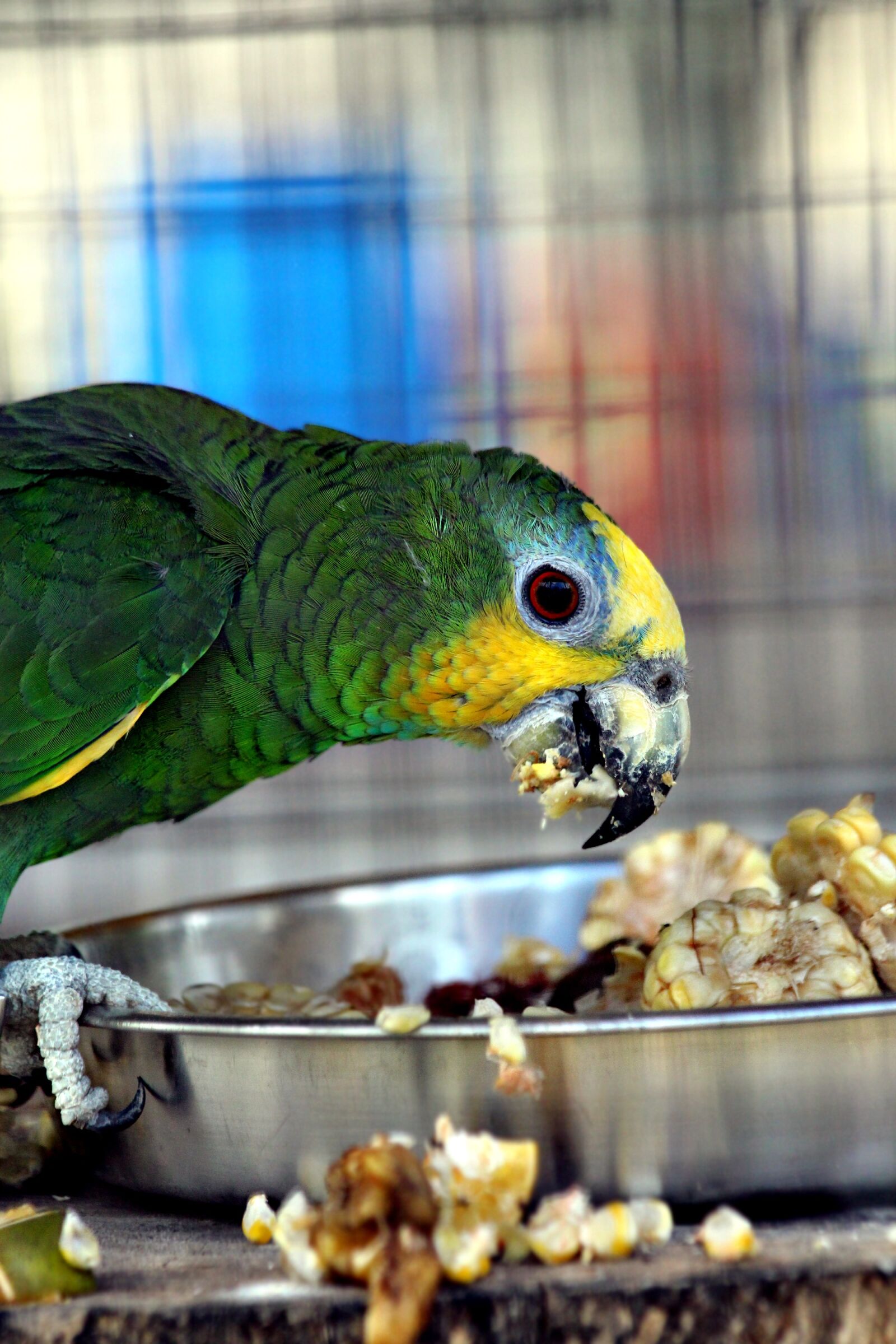Canon EOS 650D (EOS Rebel T4i / EOS Kiss X6i) sample photo. Amazon, parrot, amazona amazonica photography