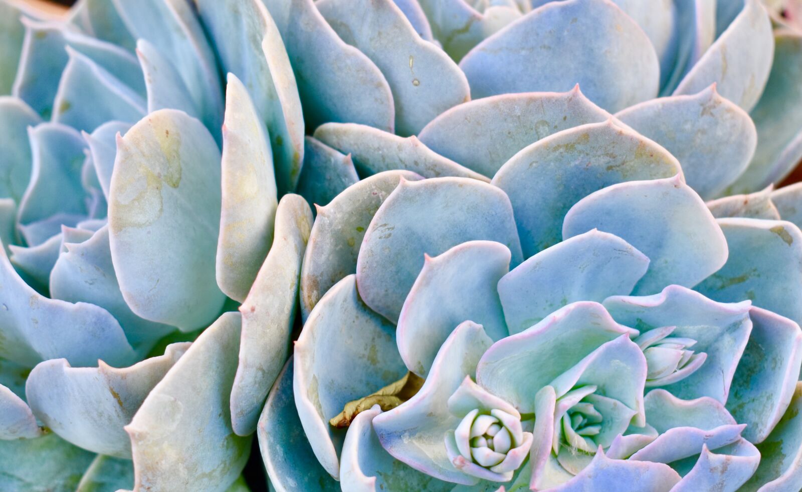 Nikon D3400 sample photo. Succulent, flower, cactus photography