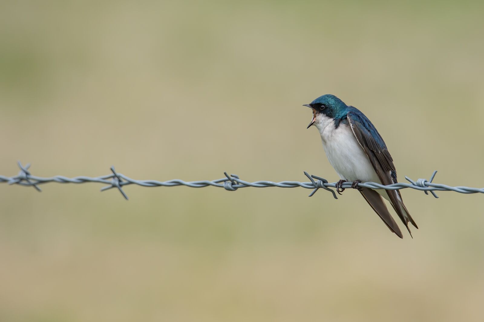 Sony a7 III sample photo. Bird, barbed wire, fence photography