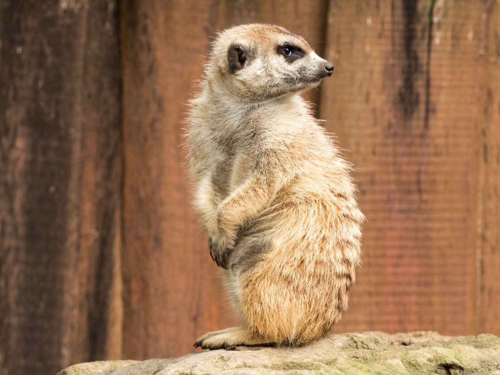 Panasonic Lumix DMC-FZ200 sample photo. Meerkat, zoo, nature photography