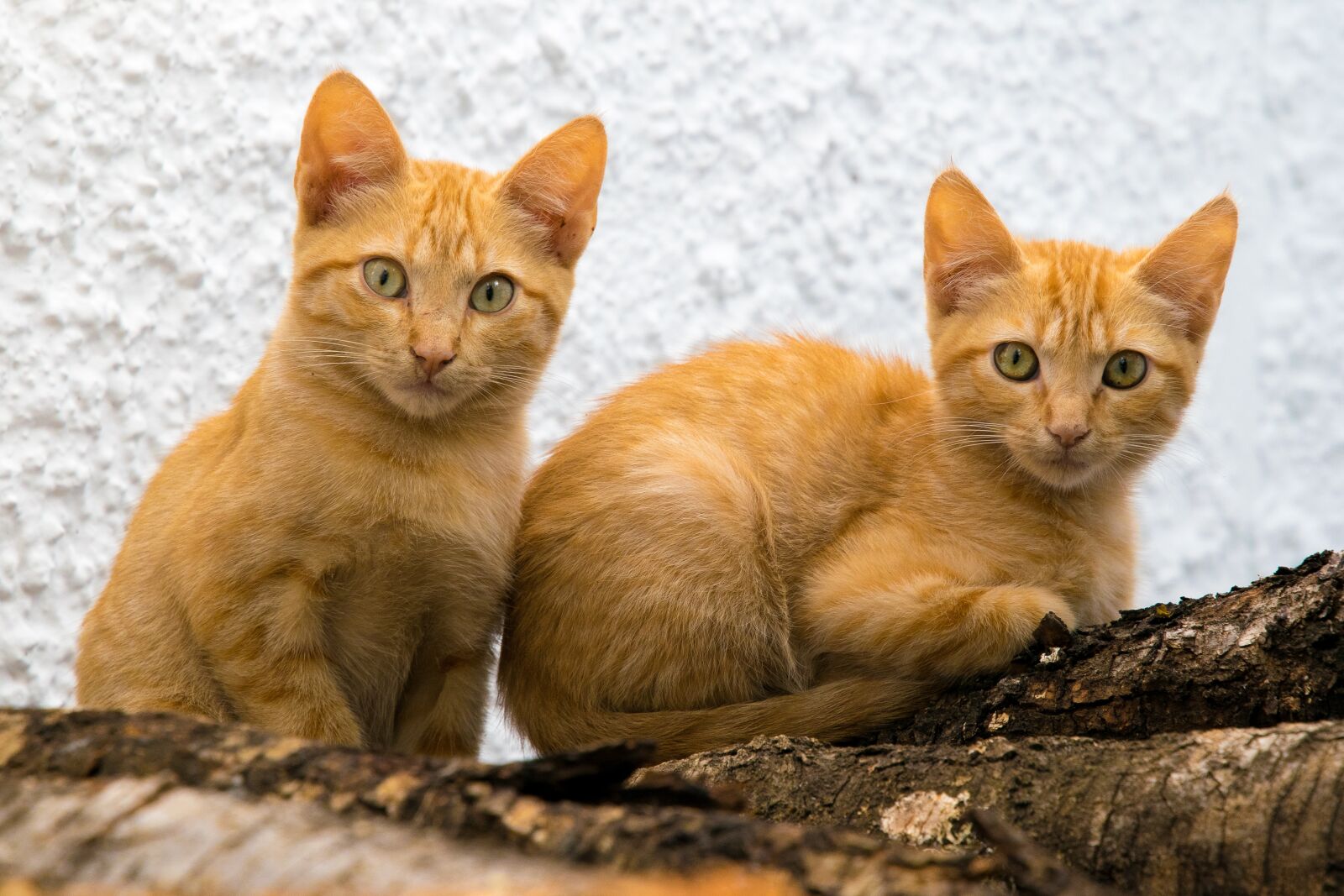 Nikon D5300 sample photo. Cats, brothers, puppies photography