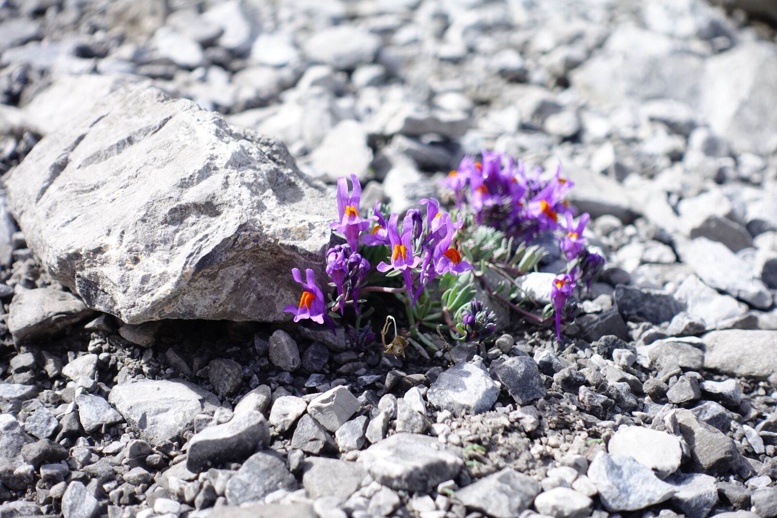 Sony Cyber-shot DSC-RX100 IV sample photo. Alpine flower, mountain flower photography