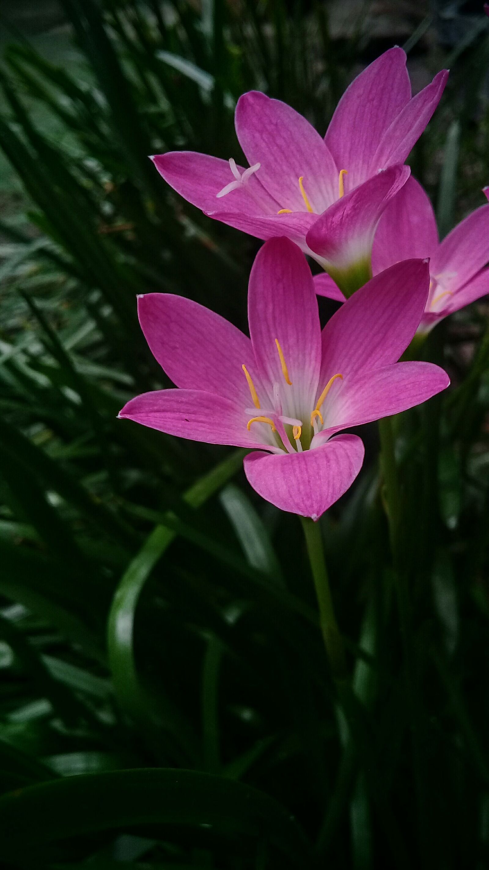 Samsung Galaxy J2 Prime sample photo. Flowers, lilies, blossom photography