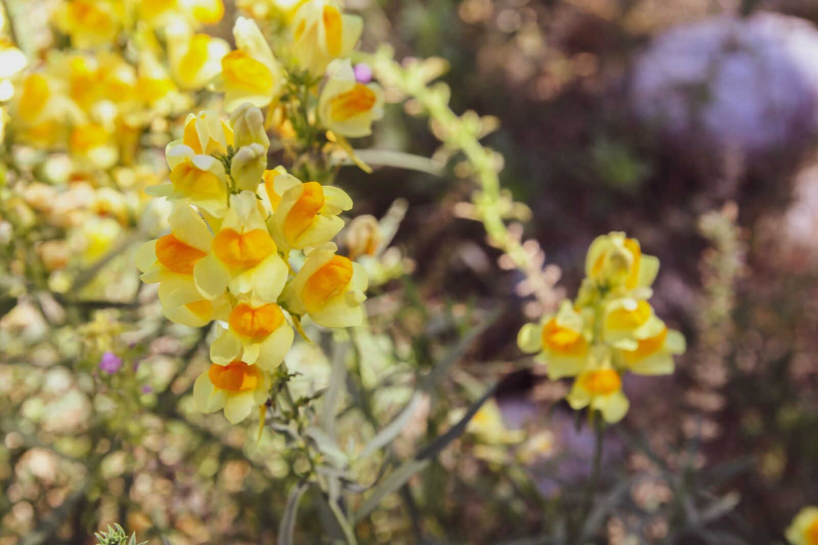 Tamron SP AF 17-50mm F2.8 XR Di II LD Aspherical (IF) sample photo. Snapdragon, flower, nature photography