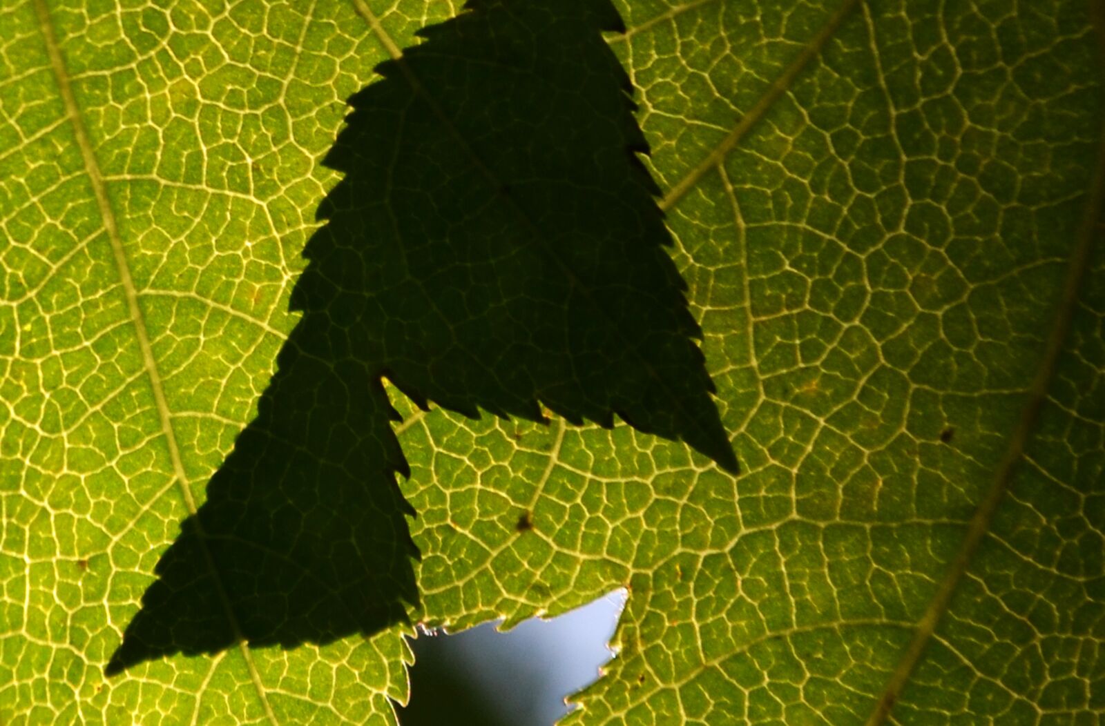 Nikon D5100 sample photo. Leaf, shadow, green photography
