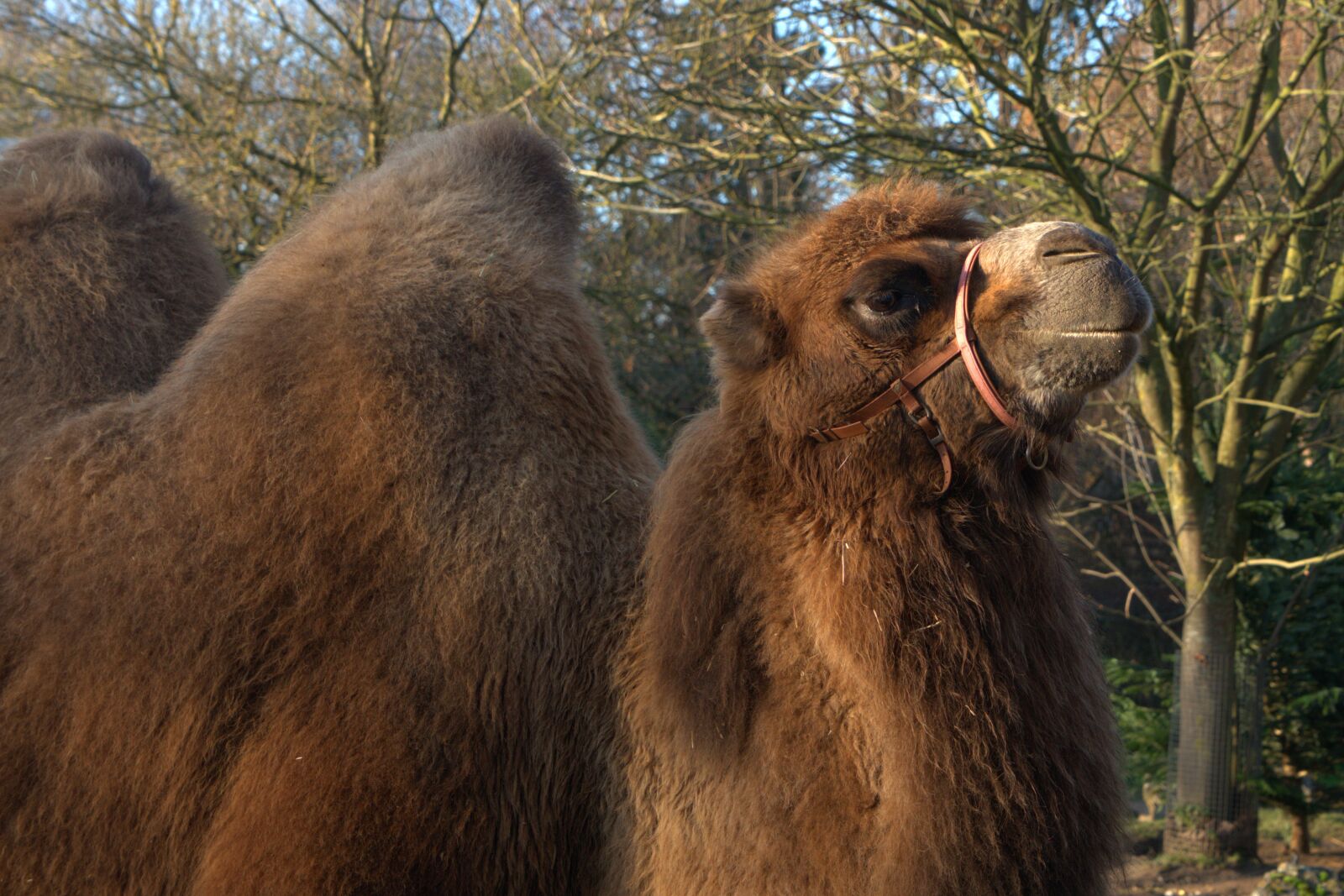 Sony a7 II + Sony Vario Tessar T* FE 24-70mm F4 ZA OSS sample photo. Camel, animal, nature photography