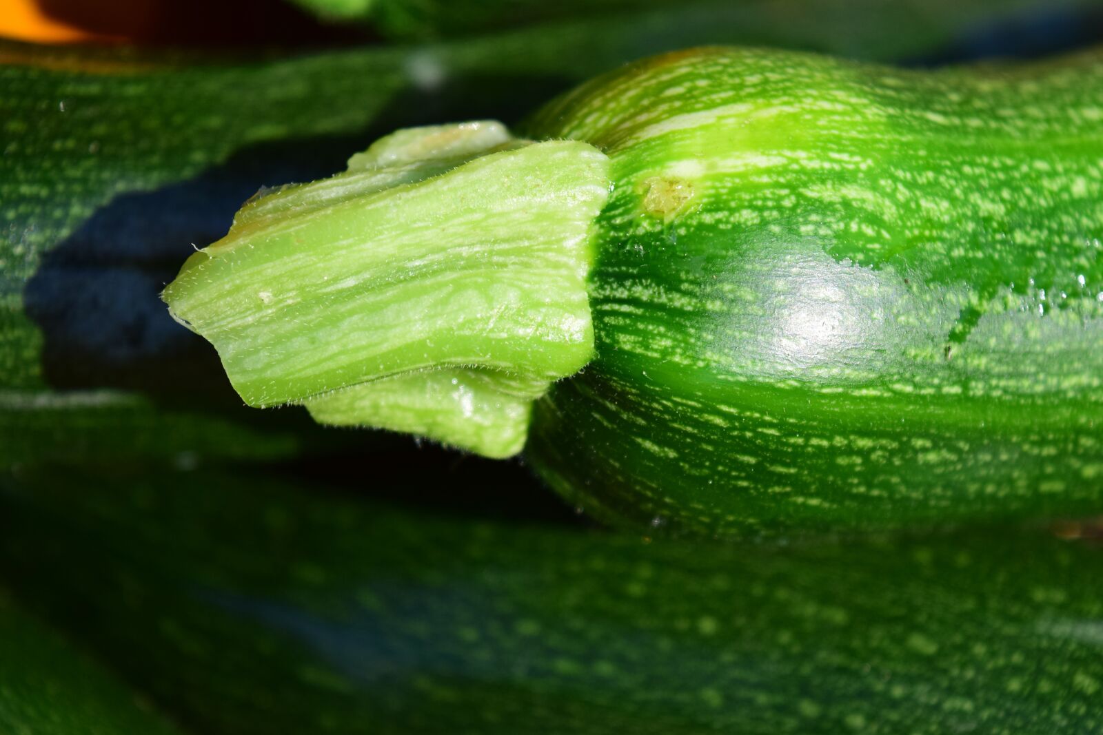 Nikon D3300 sample photo. Zucchini, close up, vegetables photography