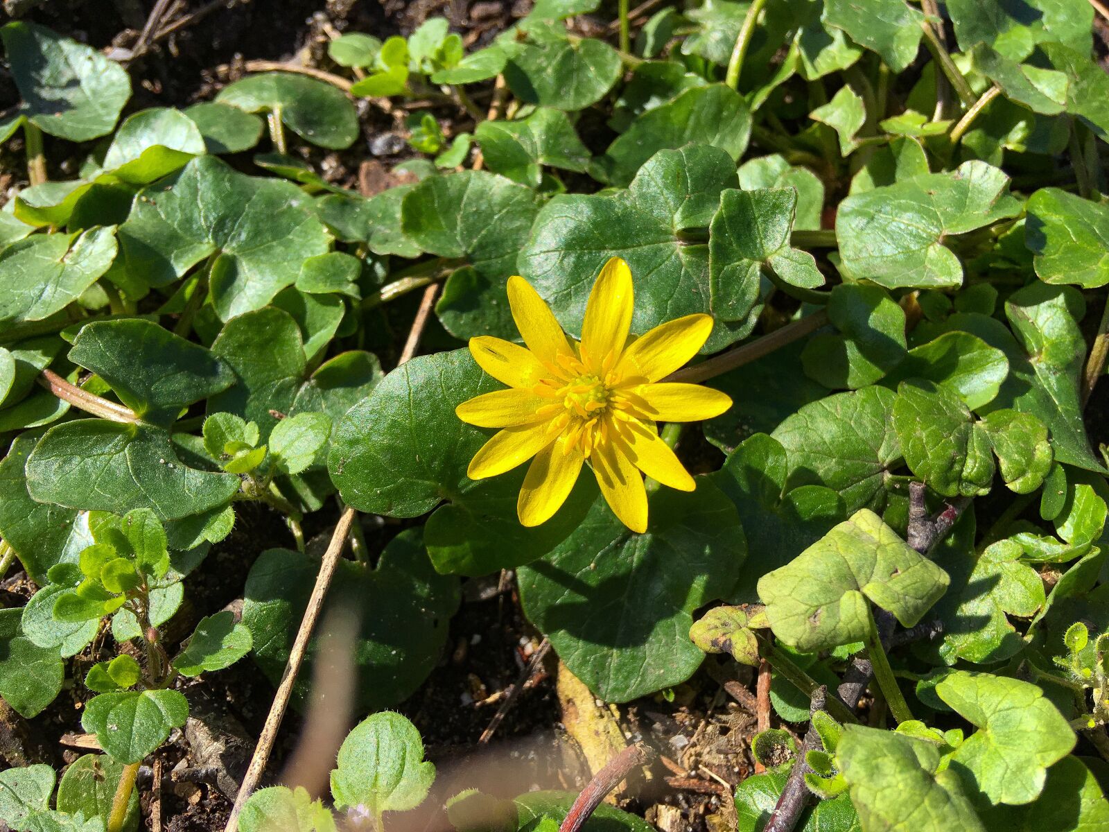 iPhone SE back camera 4.15mm f/2.2 sample photo. Ficaria verna, celandine, feigwurz photography