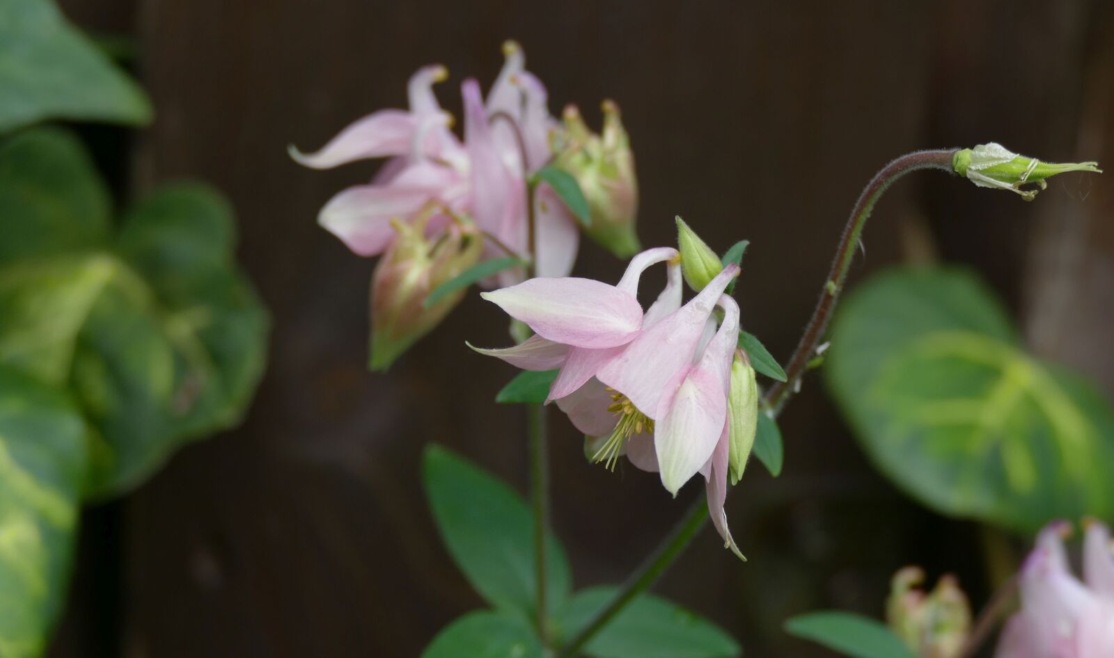 Panasonic Lumix DMC-FZ1000 sample photo. Columbine, garden, morning photography