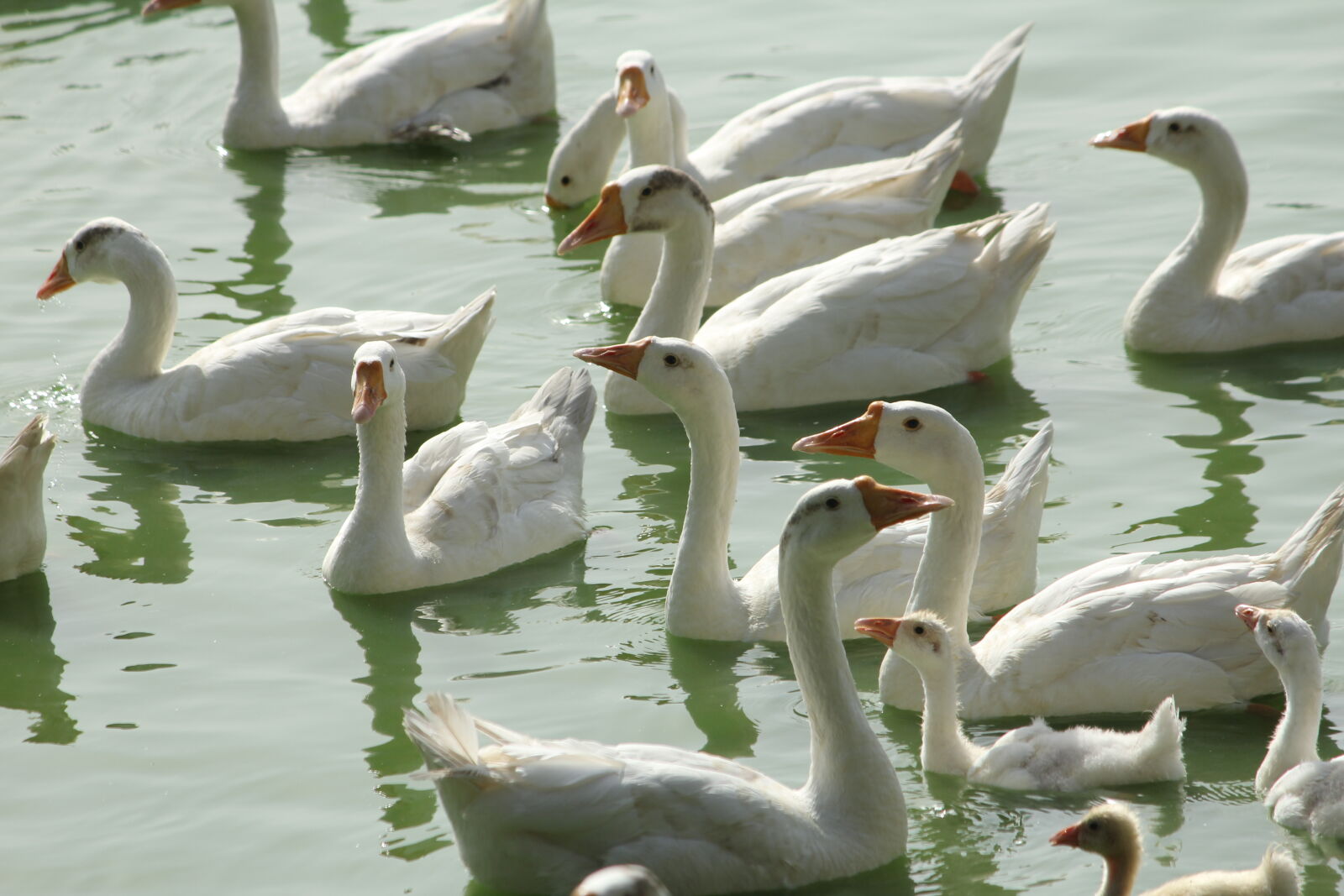 Canon EF-S 55-250mm F4-5.6 IS sample photo. Background, image, bird, ducks photography