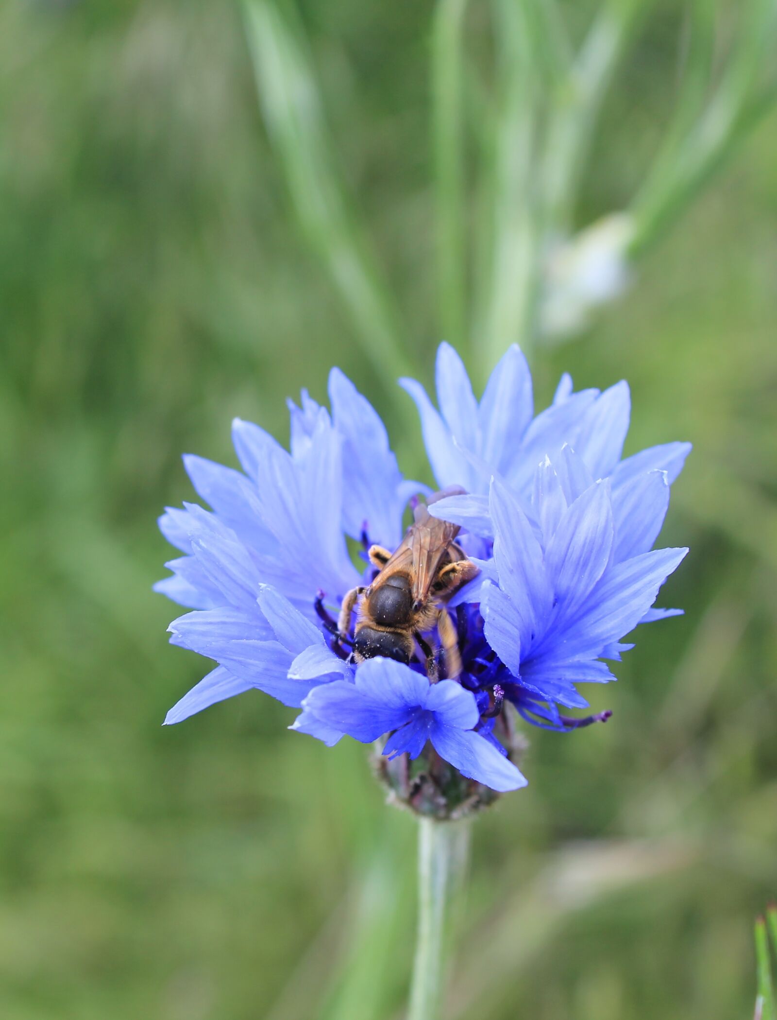 Canon EOS 550D (EOS Rebel T2i / EOS Kiss X4) sample photo. Flower, bee, nature photography
