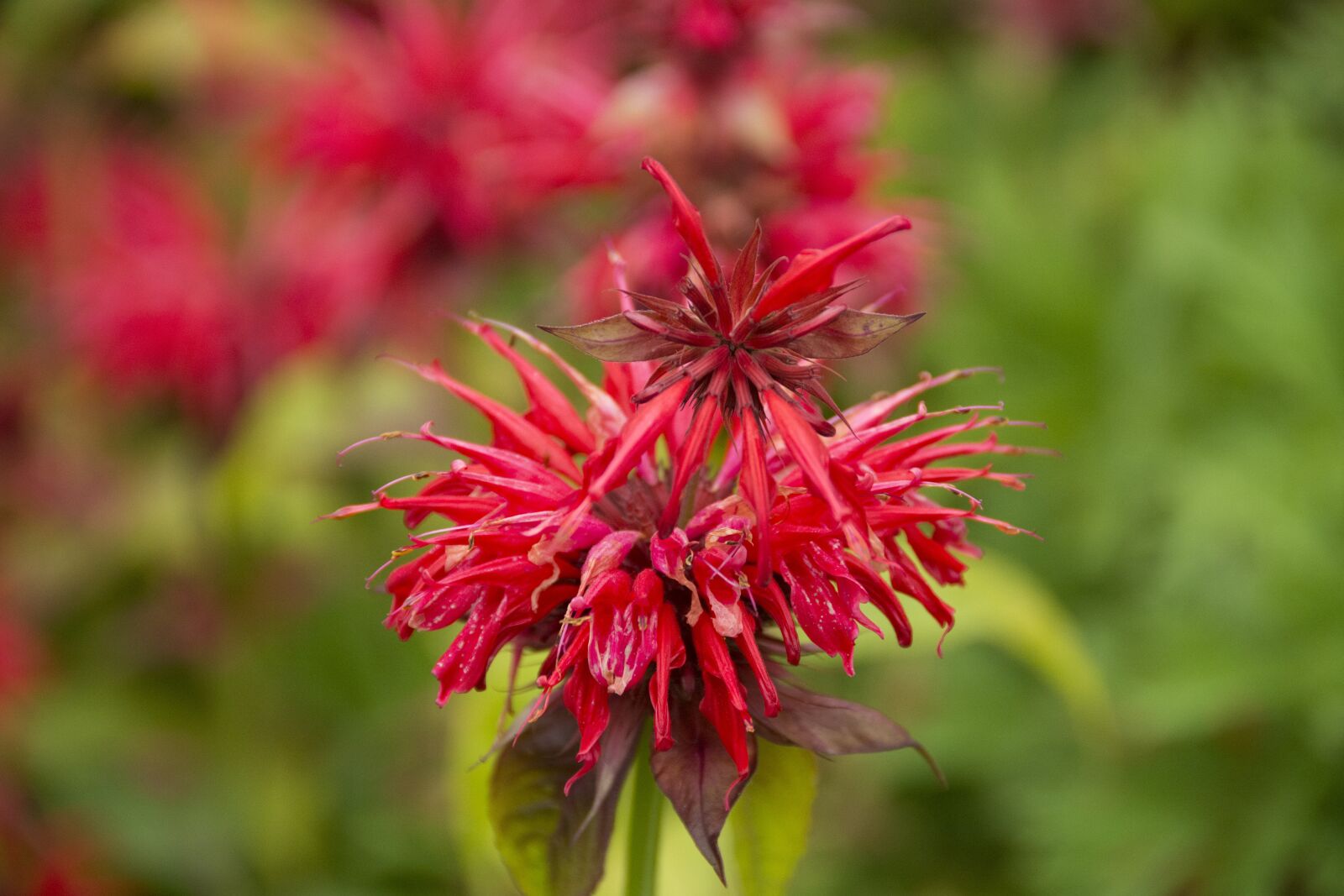 Nikon D7100 sample photo. Flower, close up, blossom photography