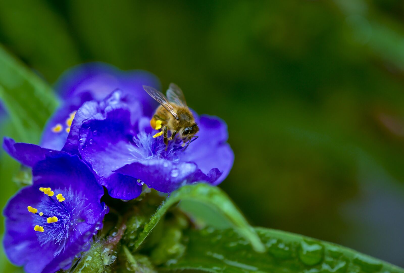 Nikon D5600 sample photo. Honey bee, bee, insect photography