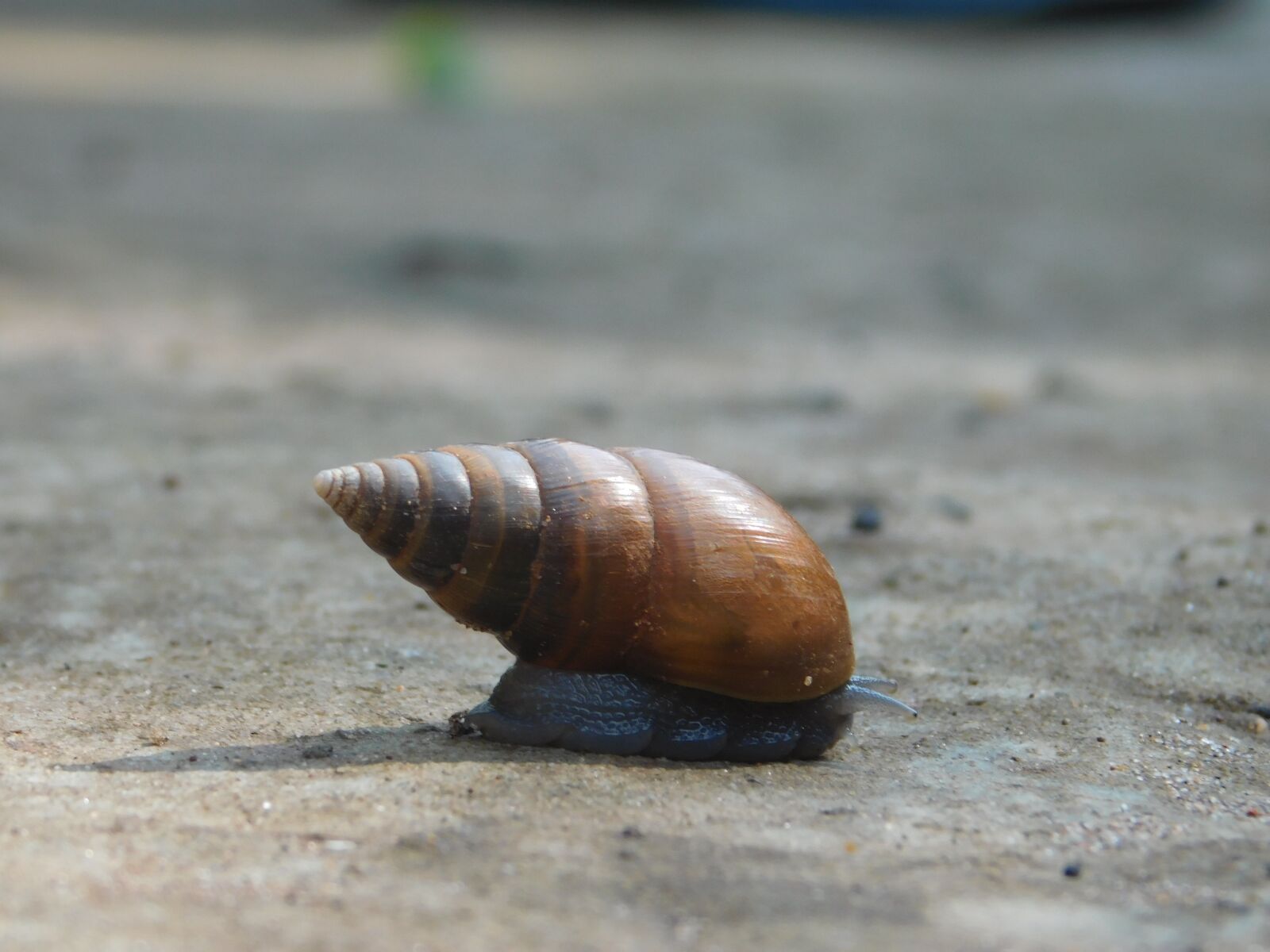 Nikon Coolpix L840 sample photo. Snail, sunlight, stone photography