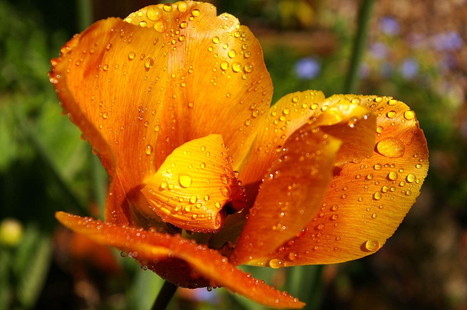 Pentax *ist DL2 sample photo. Yellow tumor, orange tulip photography