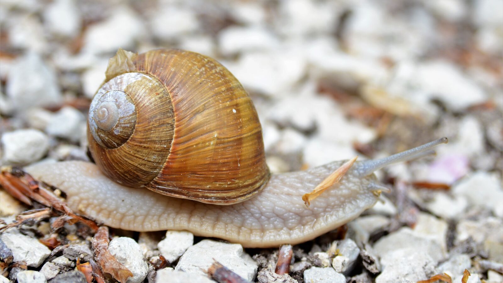 Nikon D7000 sample photo. Snail, helix pomatia, crawl photography
