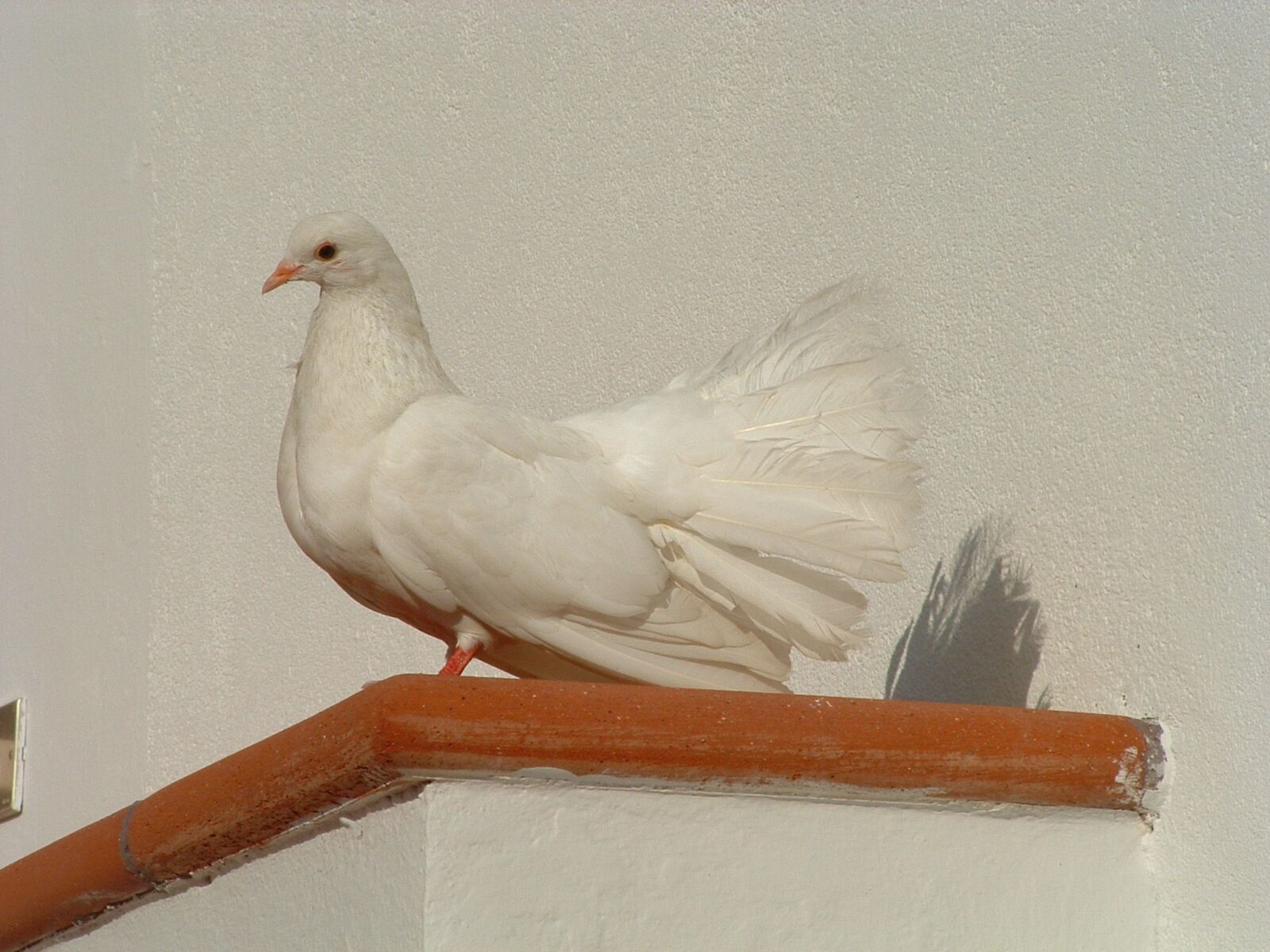 Fujifilm FinePix S304 sample photo. Colombo, white, bird photography