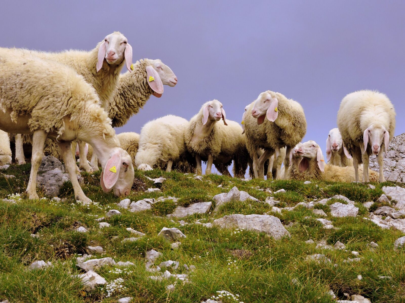 Nikon Coolpix P600 sample photo. Sheep, flock, animal photography