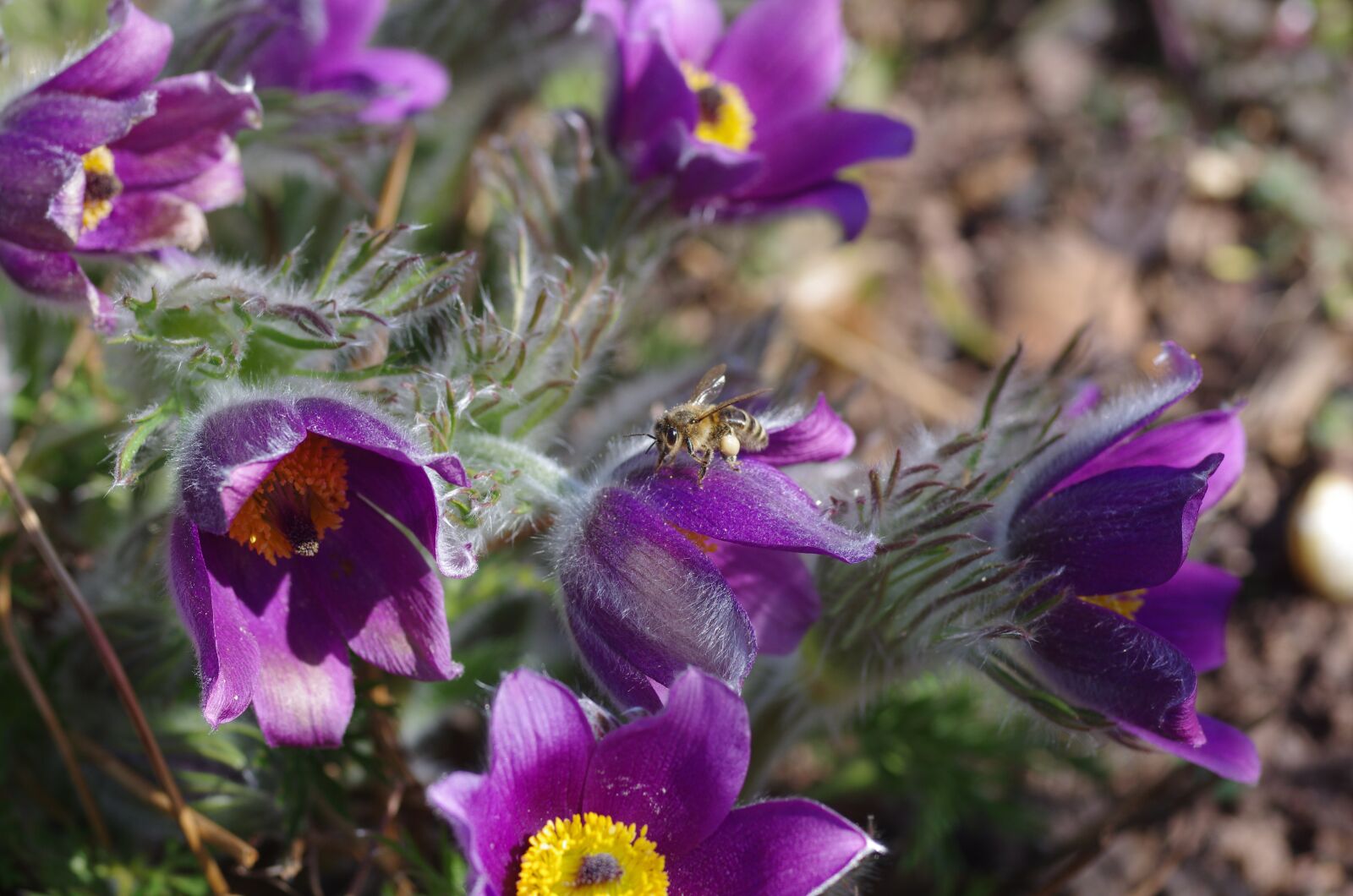 Pentax K-5 sample photo. Pasque flower, plant, bee photography