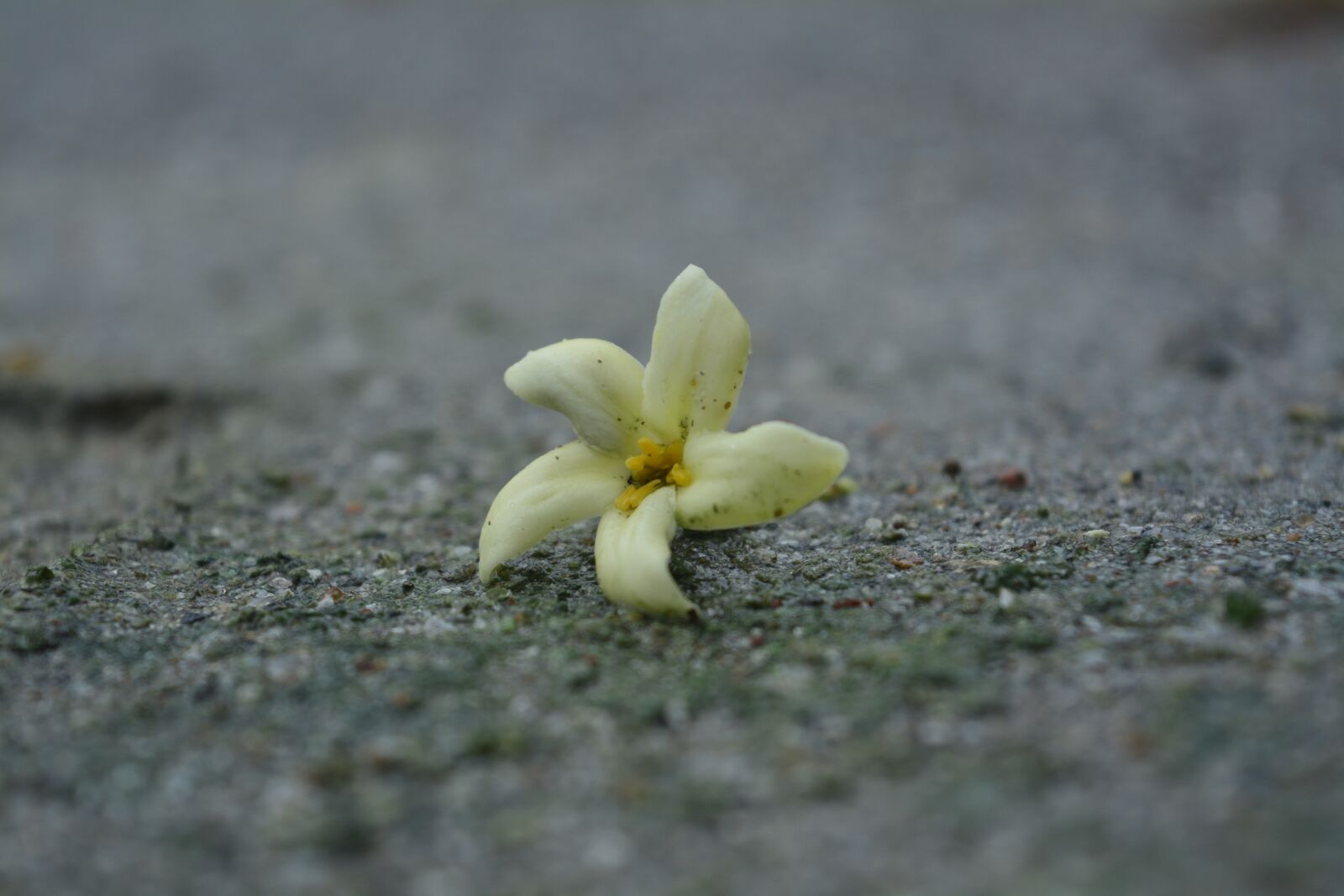 Nikon D5200 sample photo. Nature, flower, beautiful photography