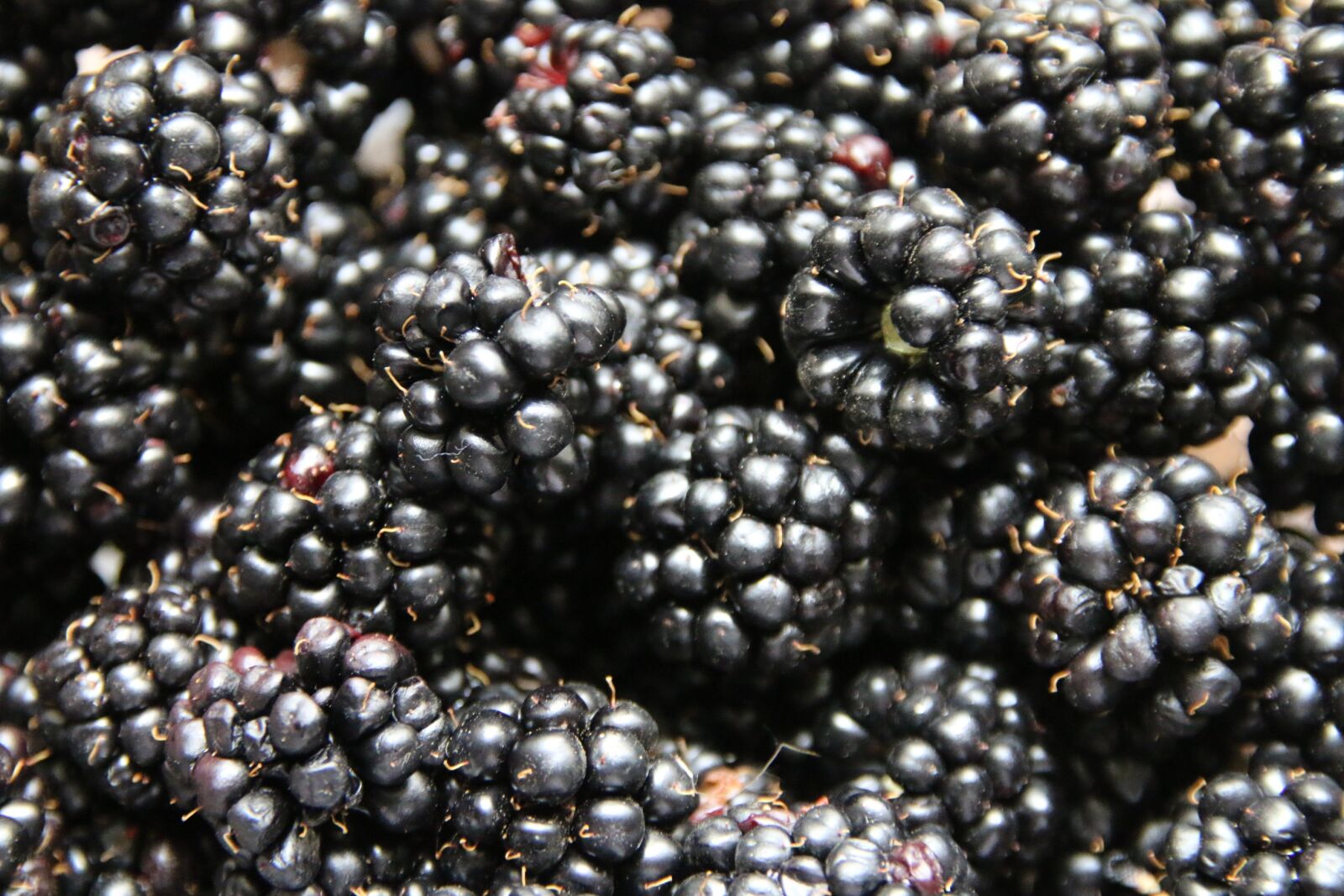 Canon EOS 70D sample photo. Fruits, berries, blackberries photography