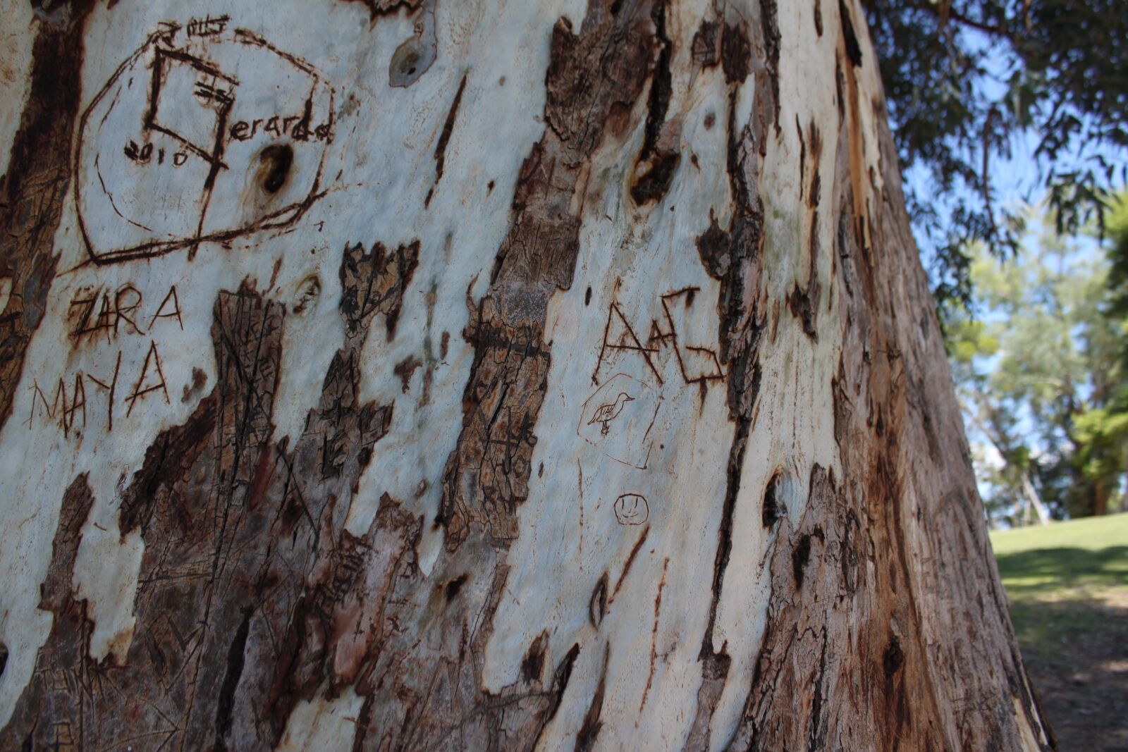 Canon EOS 500D (EOS Rebel T1i / EOS Kiss X3) sample photo. Trunk, carving, vandalism photography