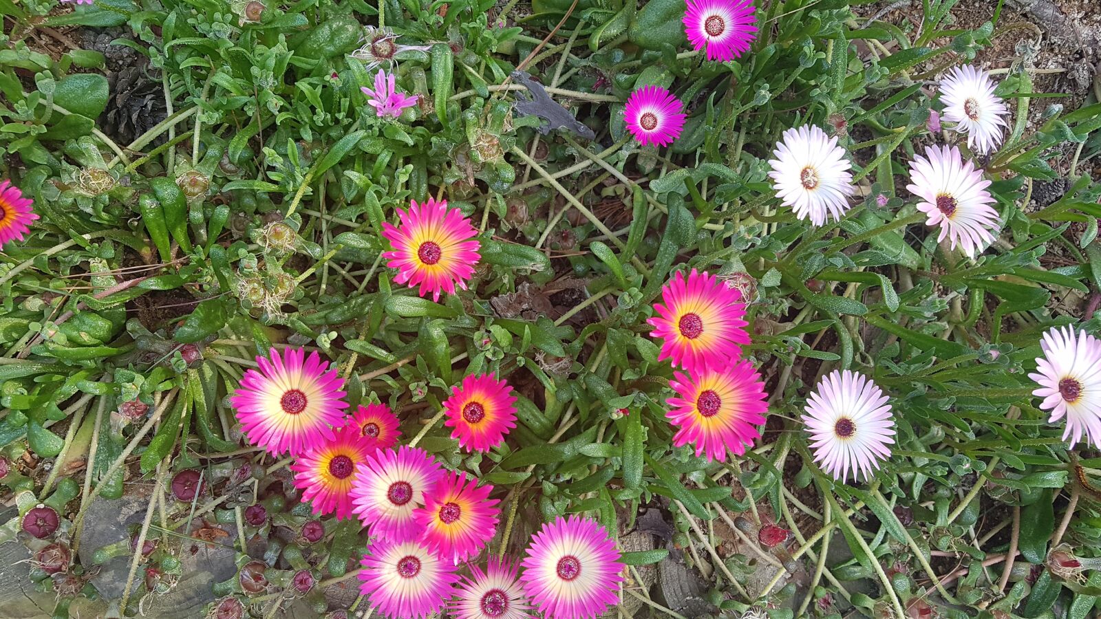 Samsung Galaxy S7 sample photo. Flowers, daisies, daisy photography