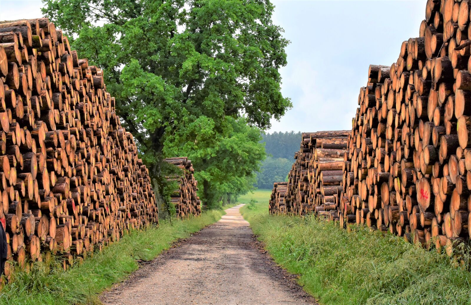 Nikon D7200 sample photo. Wood, timber industry, forest photography