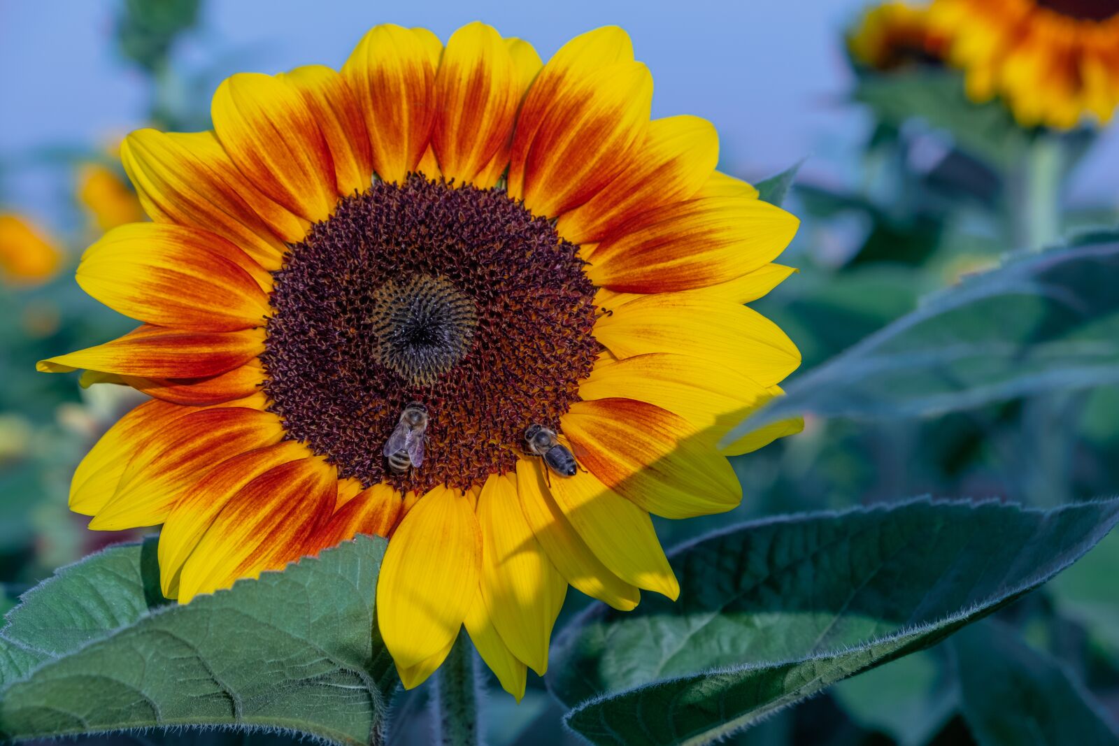 Fujifilm X-T30 sample photo. Sunflower, flower, bees photography