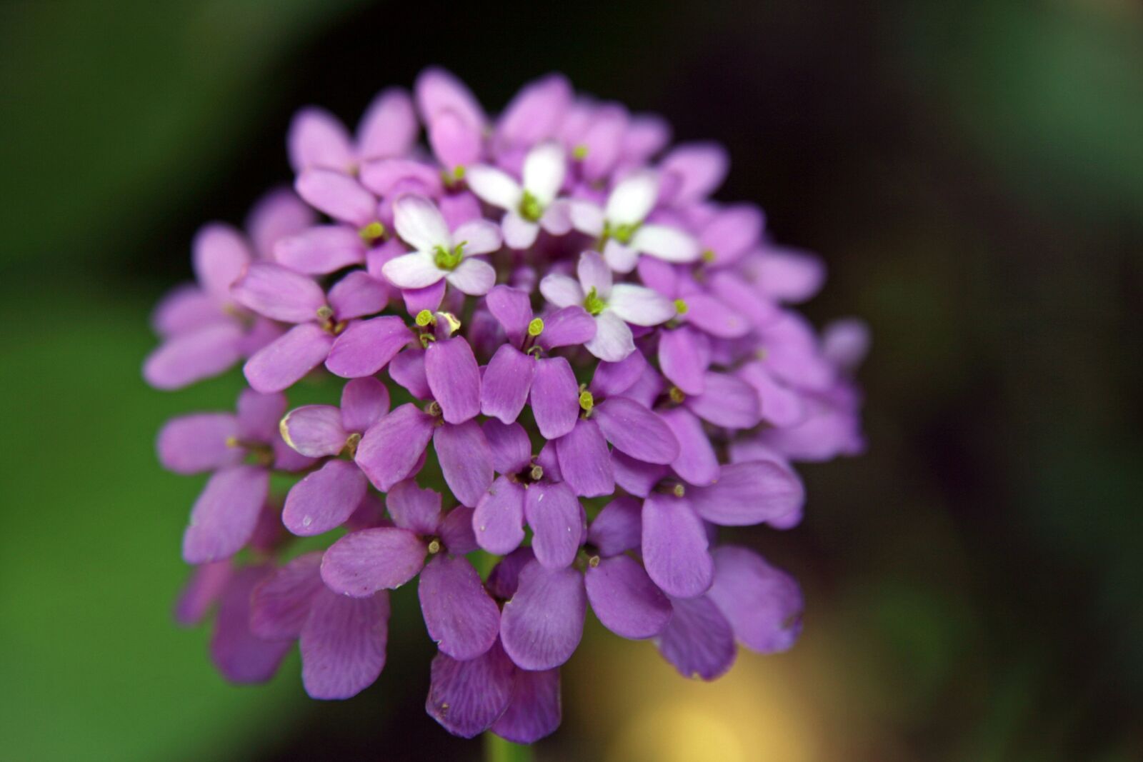 Canon EOS 400D (EOS Digital Rebel XTi / EOS Kiss Digital X) sample photo. Candytuft, iberis, macro photography
