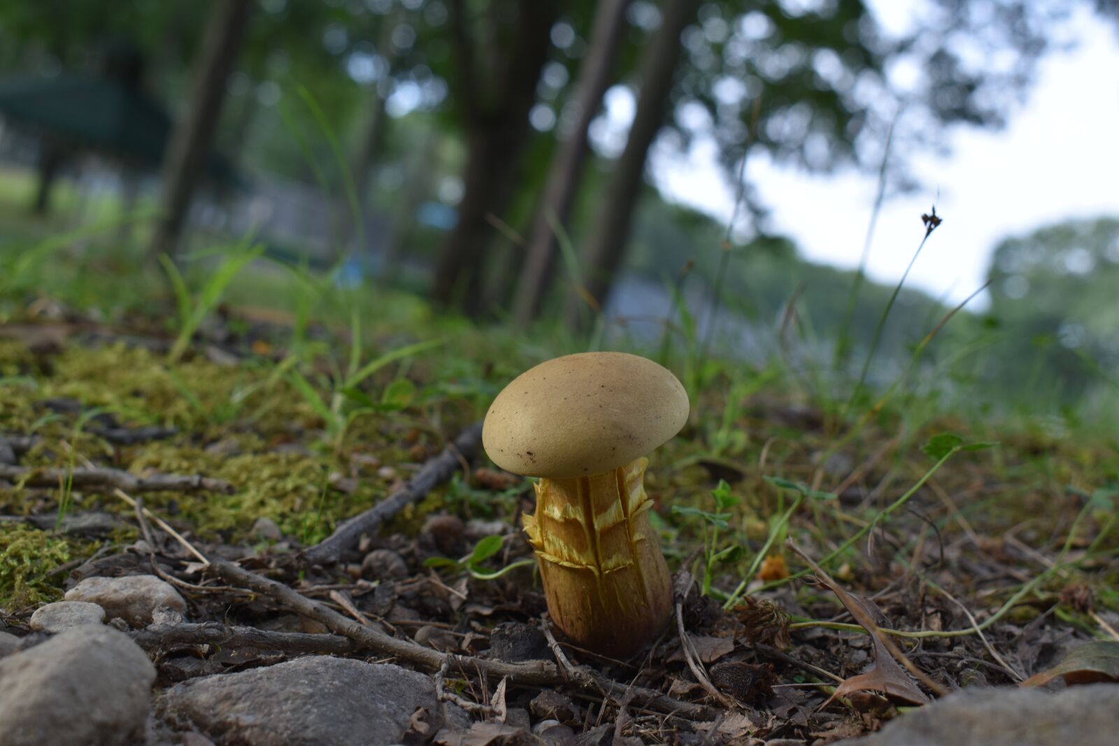 Nikon D3500 sample photo. Mushroom, earth, ground photography