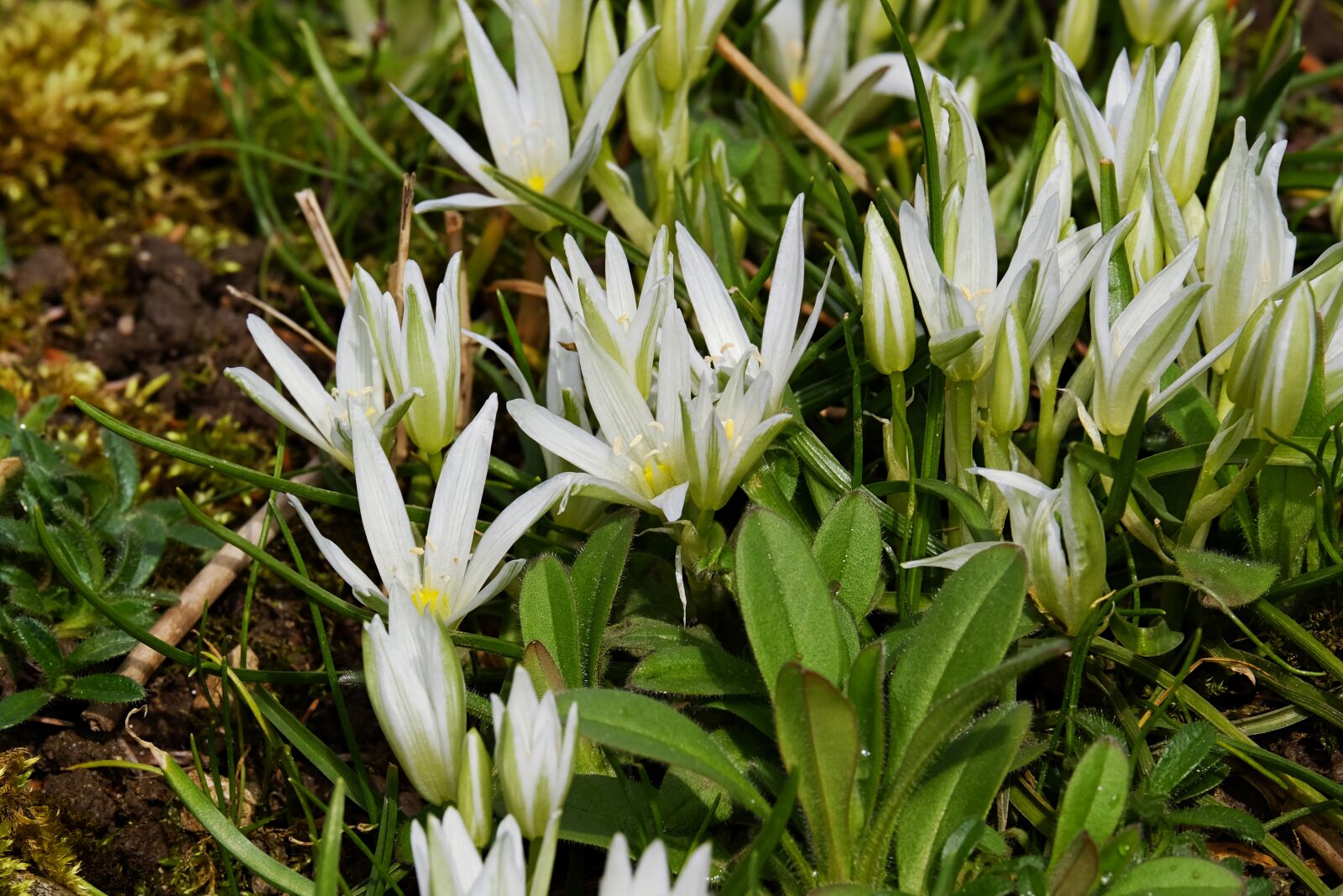 Fujifilm XF 55-200mm F3.5-4.8 R LM OIS sample photo. Cones milk star, star photography