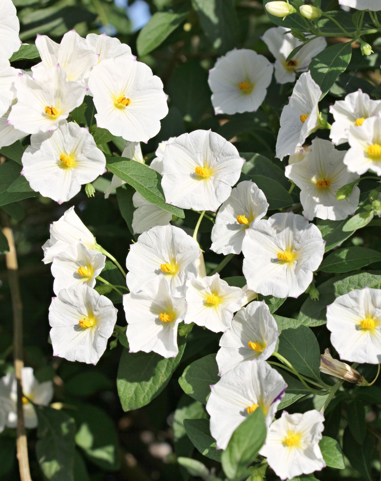 Canon EOS 7D sample photo. Bush, white, flower photography